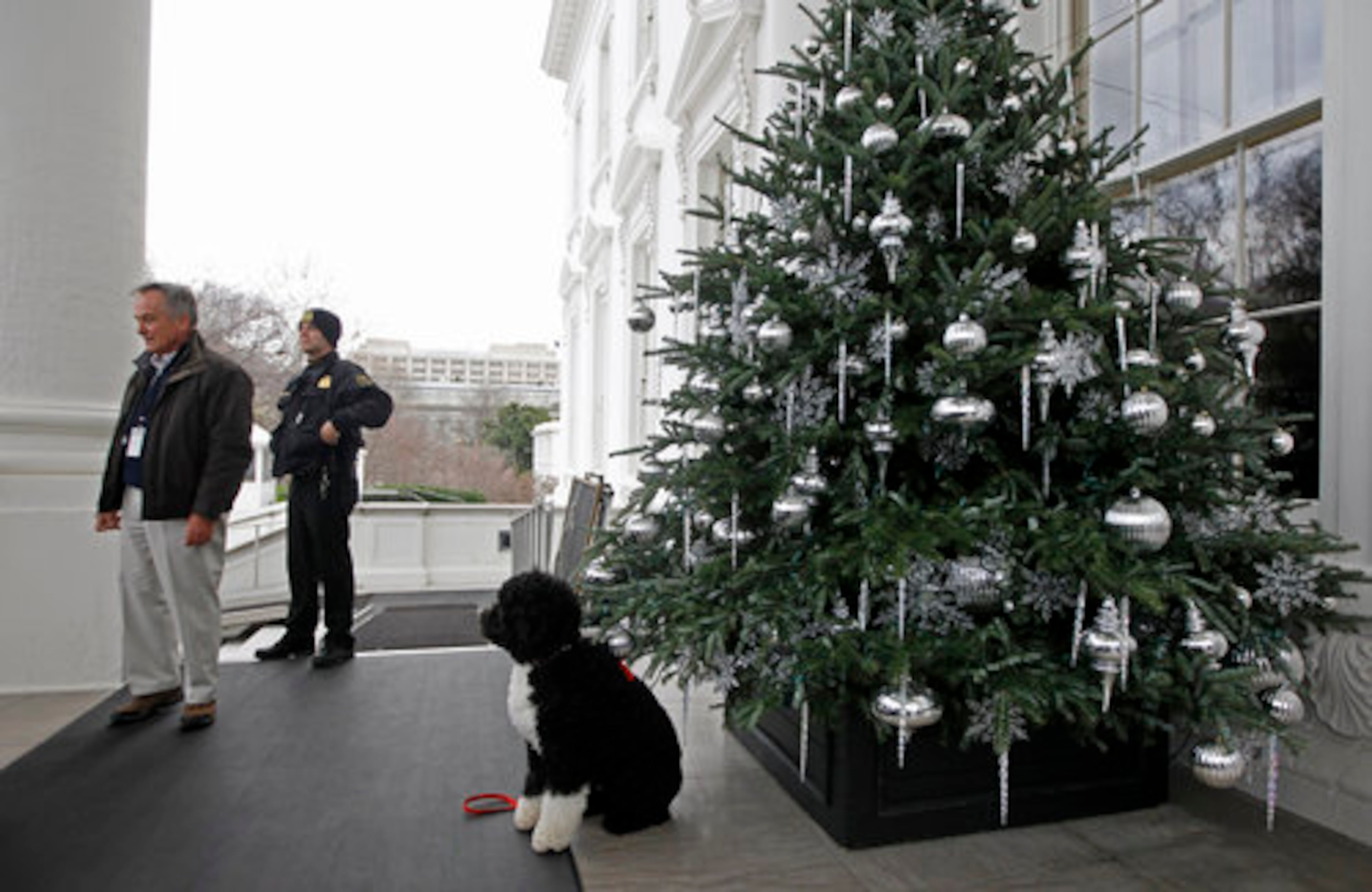 Bo, the White House family dog, is seen on the North Portico of the White House.