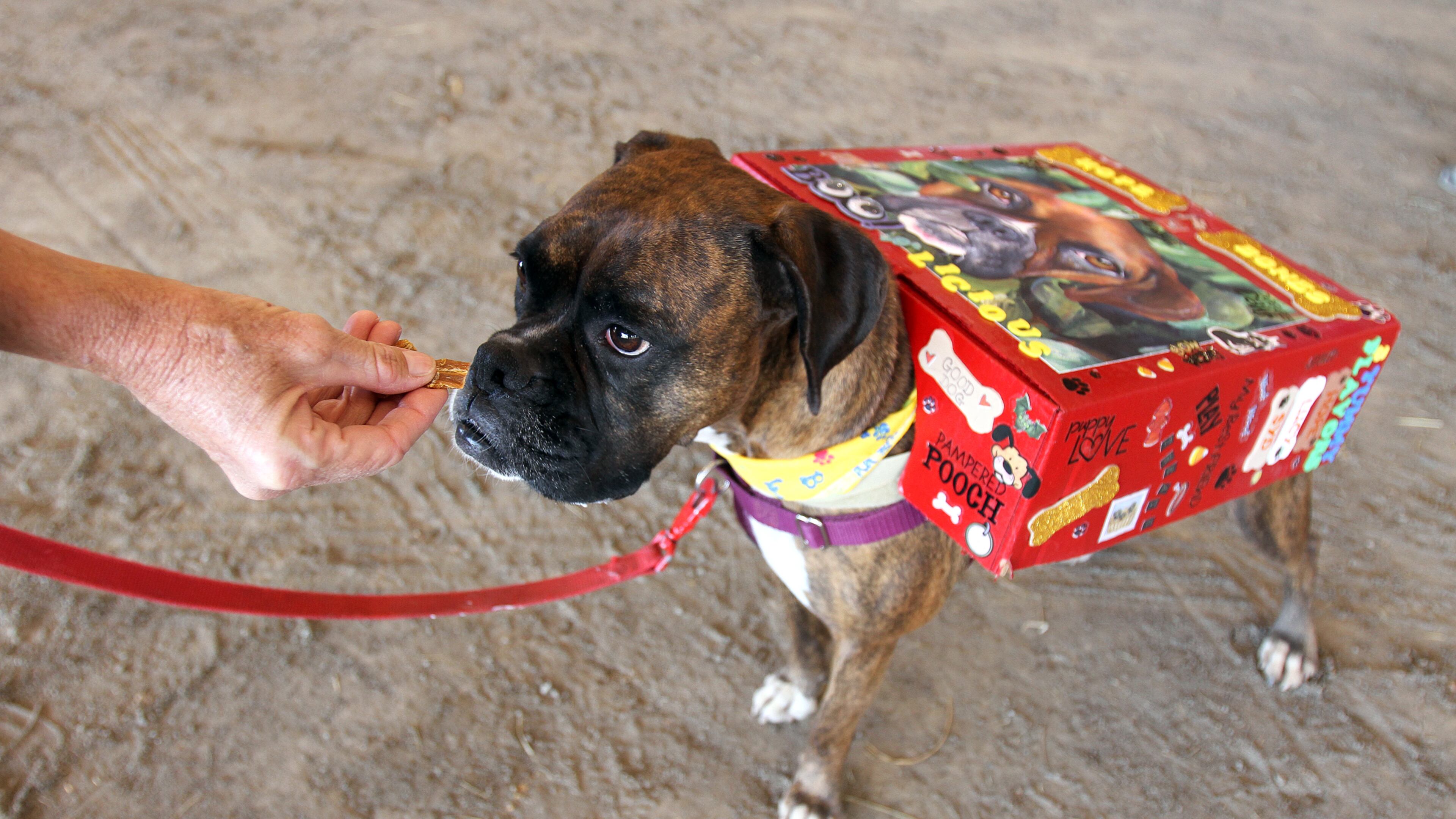 Hope, 5, gets a treat from owner Nancy Oliver of Lawrenceville after competing in the Dog Costume Contest during the fifth annual Boxerstock music festival at Jim Miller Park last year. Hope won the most creative category in 2011 in a sheep outfit. This year's edition of Boxerstock takes place this weekend.