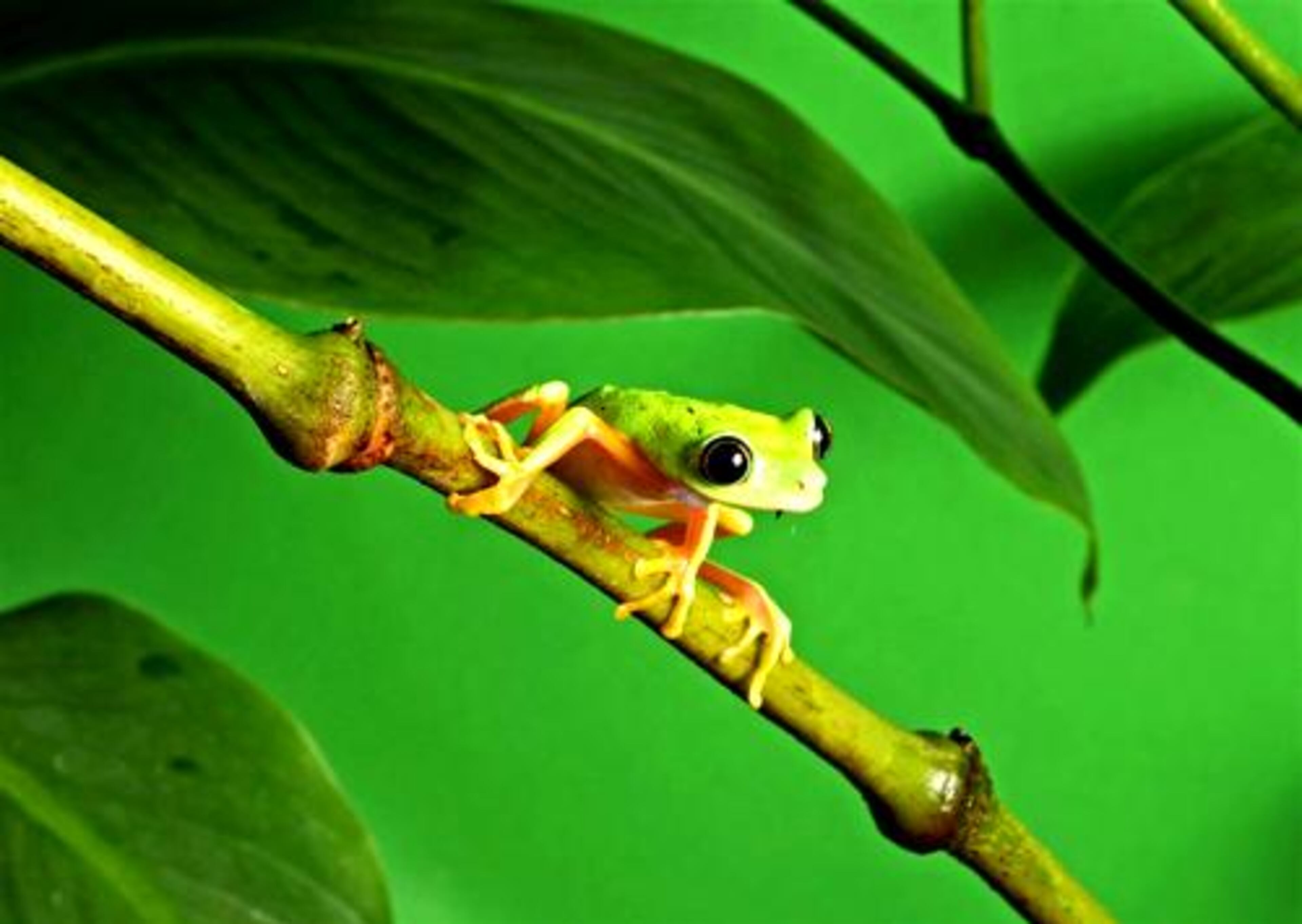 Lemur Leaf Frog