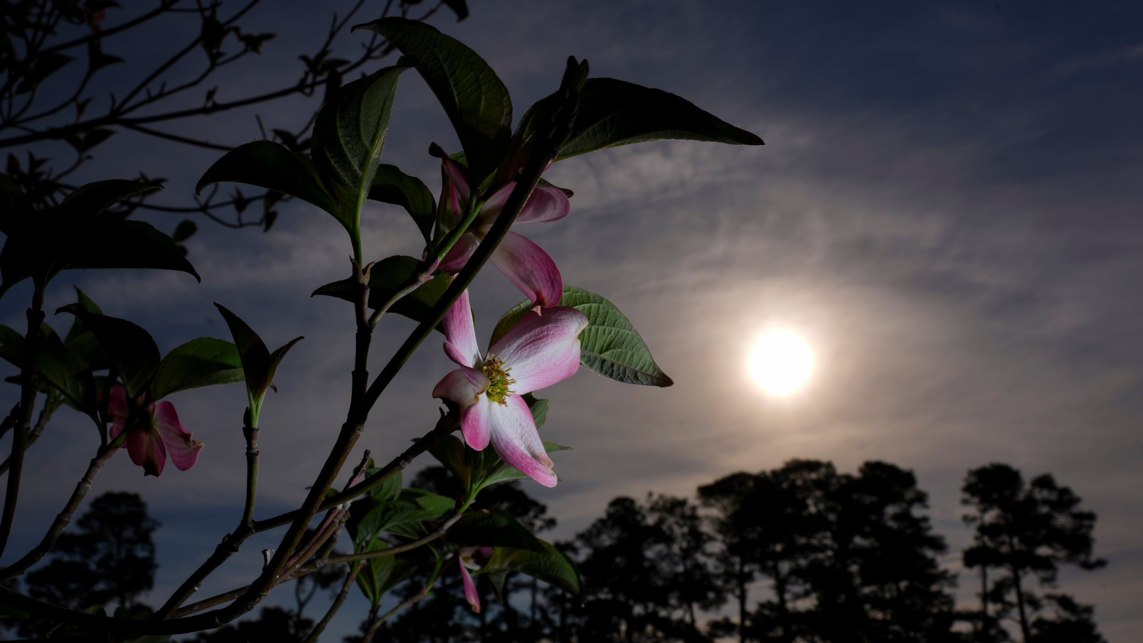 Pink dogwood blooms right of the second fairway are seen during a practice round ahead of the Masters golf tournament at the Augusta National Golf Club, Wednesday, April 8, 2026, in Augusta, Ga. (AP Photo/Matt Slocum)