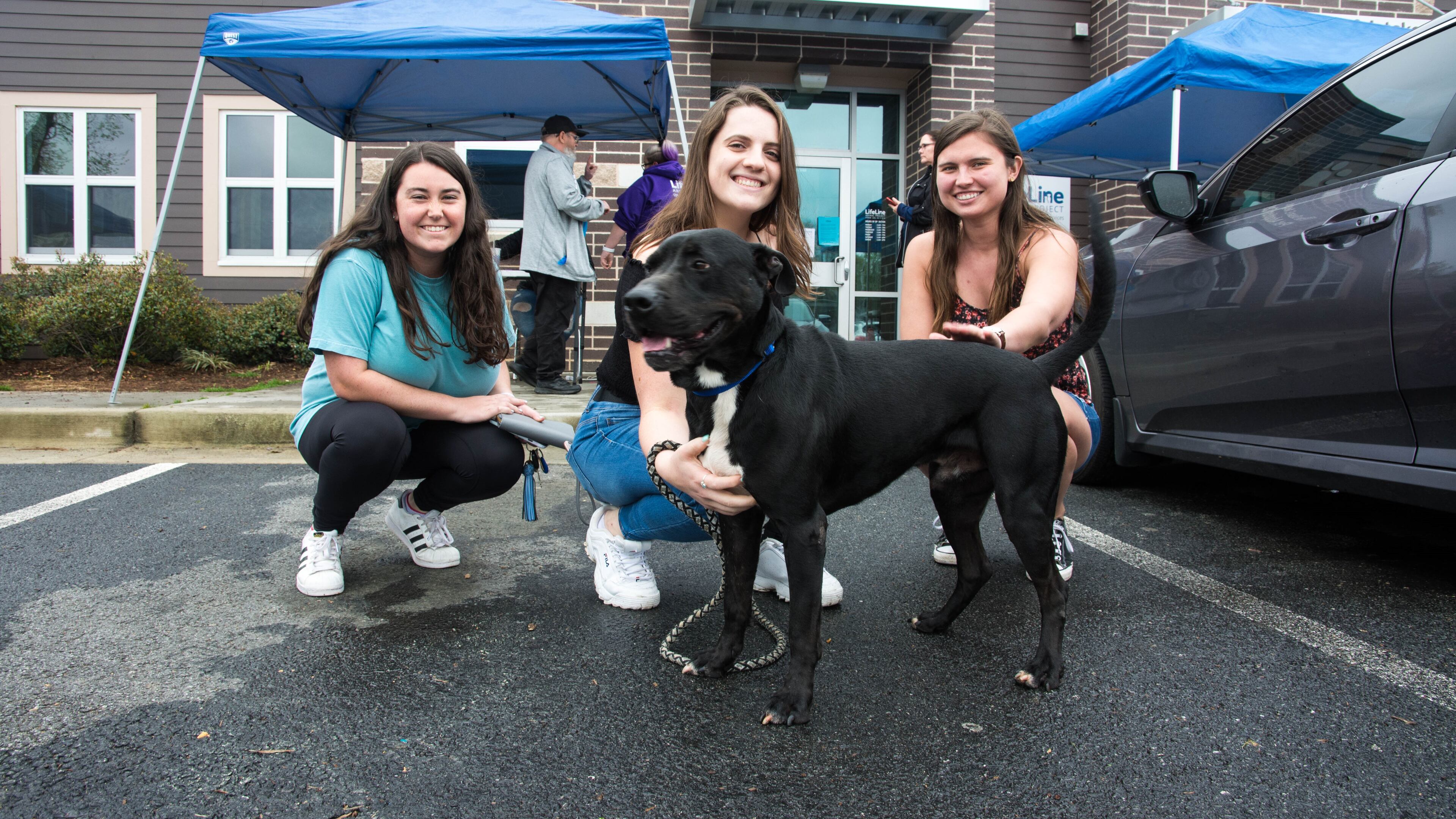A dog is fostered at one of LifeLine's shelters.