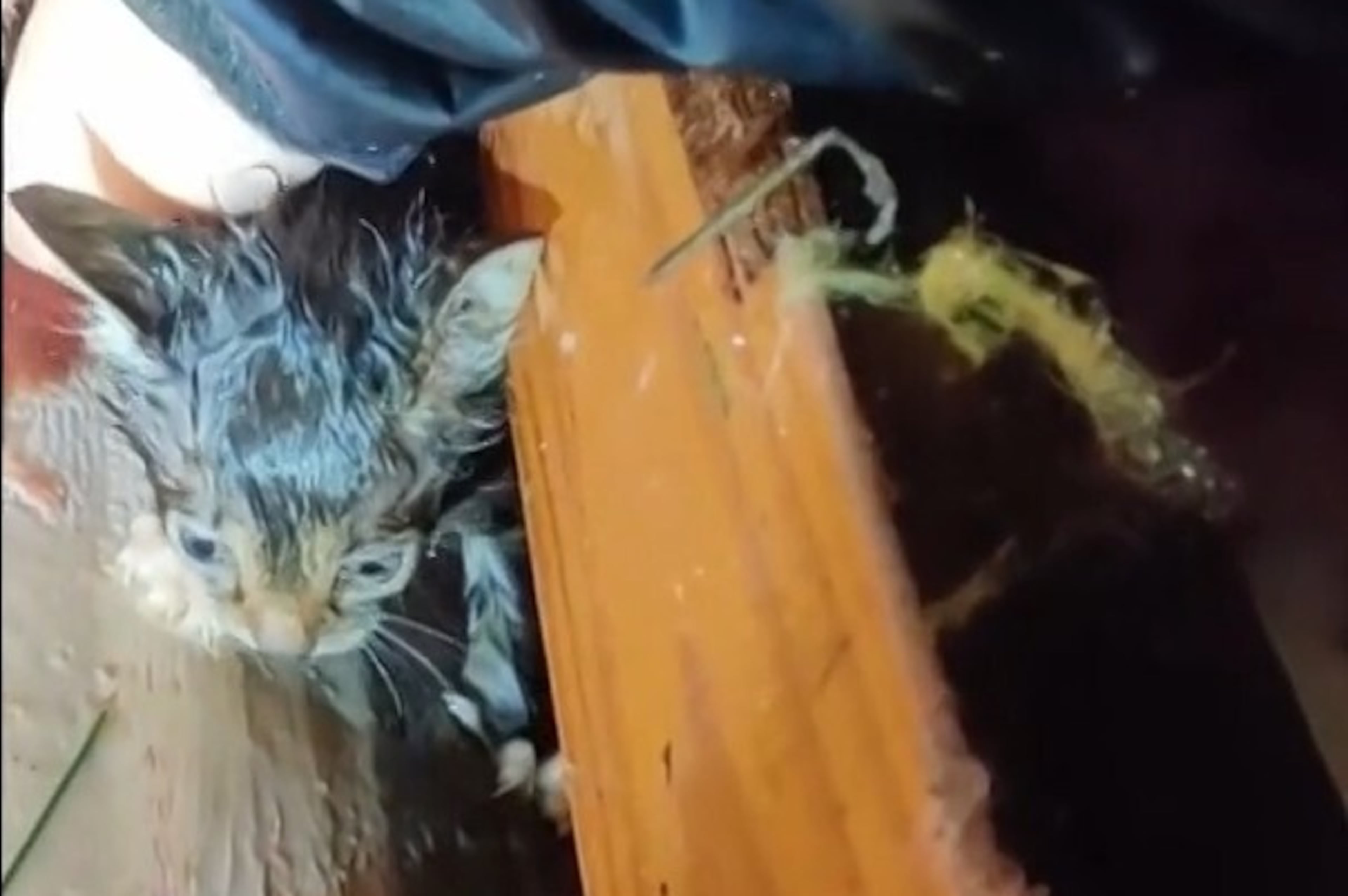 Severe Weather-Kitten Rescue