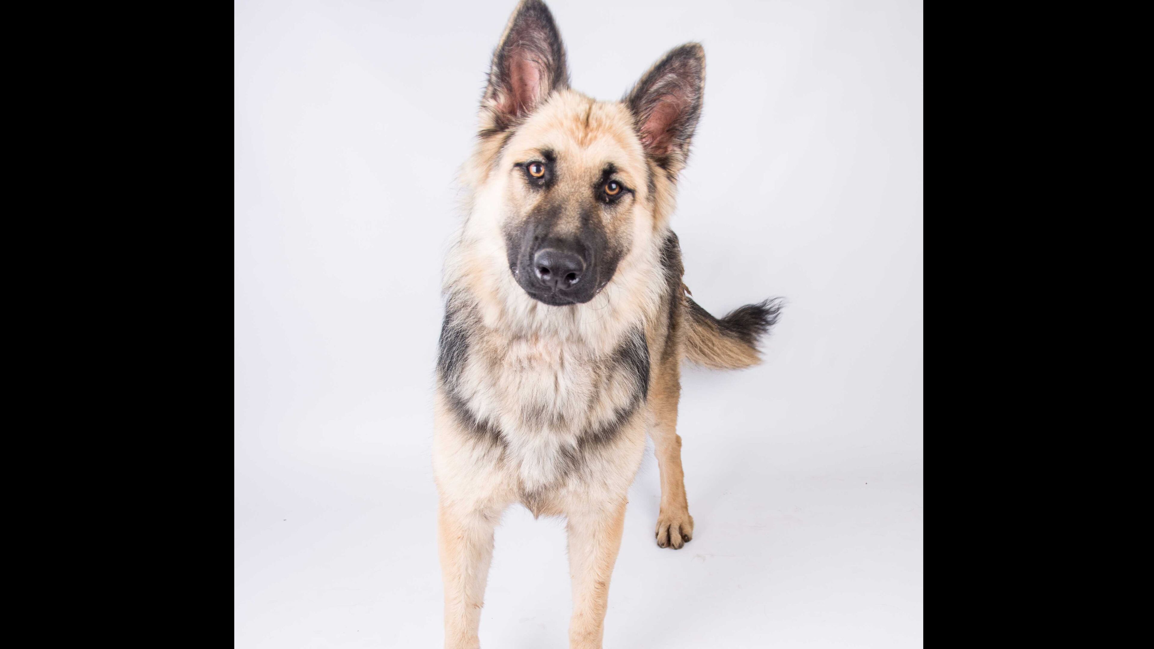 Dutchie was displaced by Hurricane Irma.