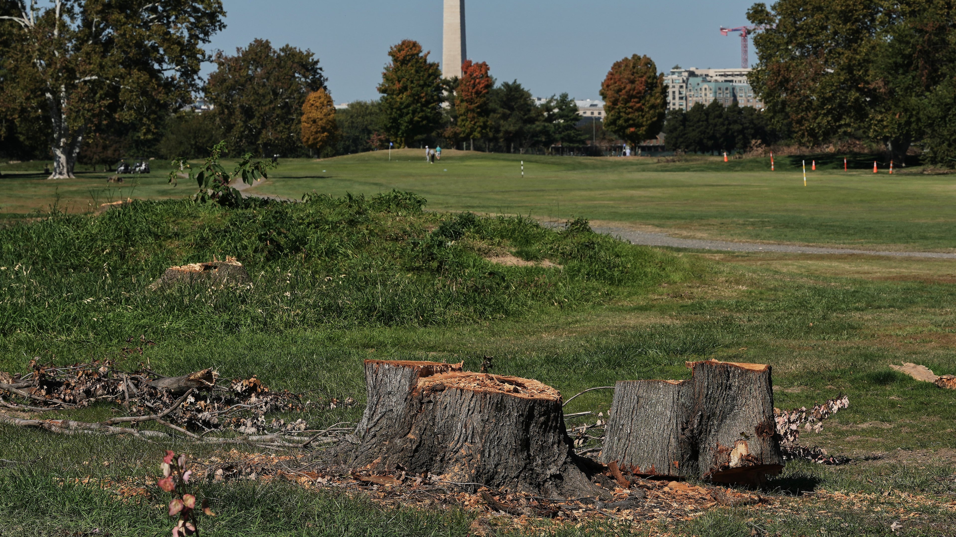 The Washington Monument is seen past stumps of removed trees at East Potomac Park Golf Course, Monday, Oct. 26, 2026, in Washington. (AP Photo/Julia Demaree Nikhinson)