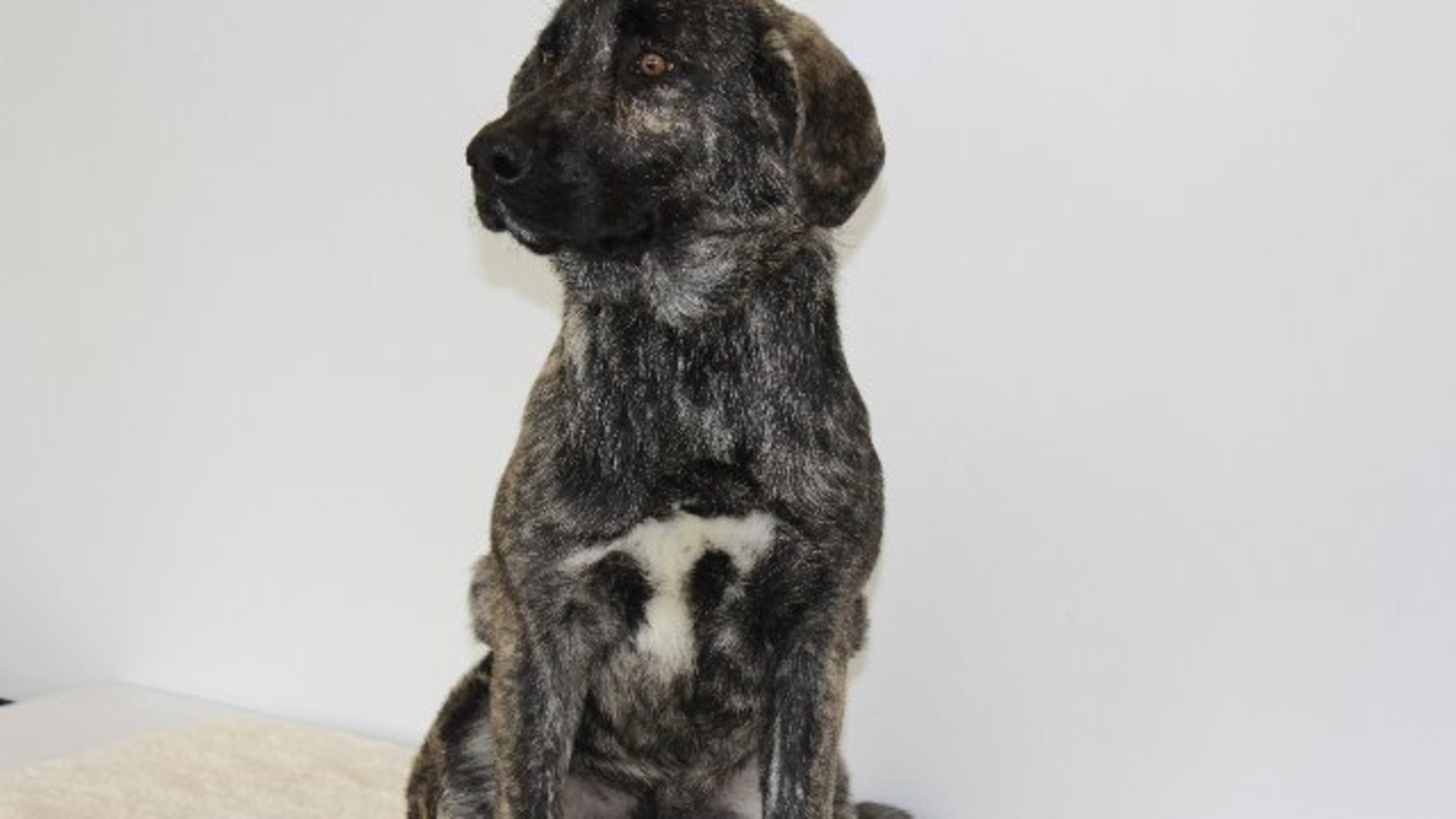 Dexter, ID No. 49362, Labrodor mix