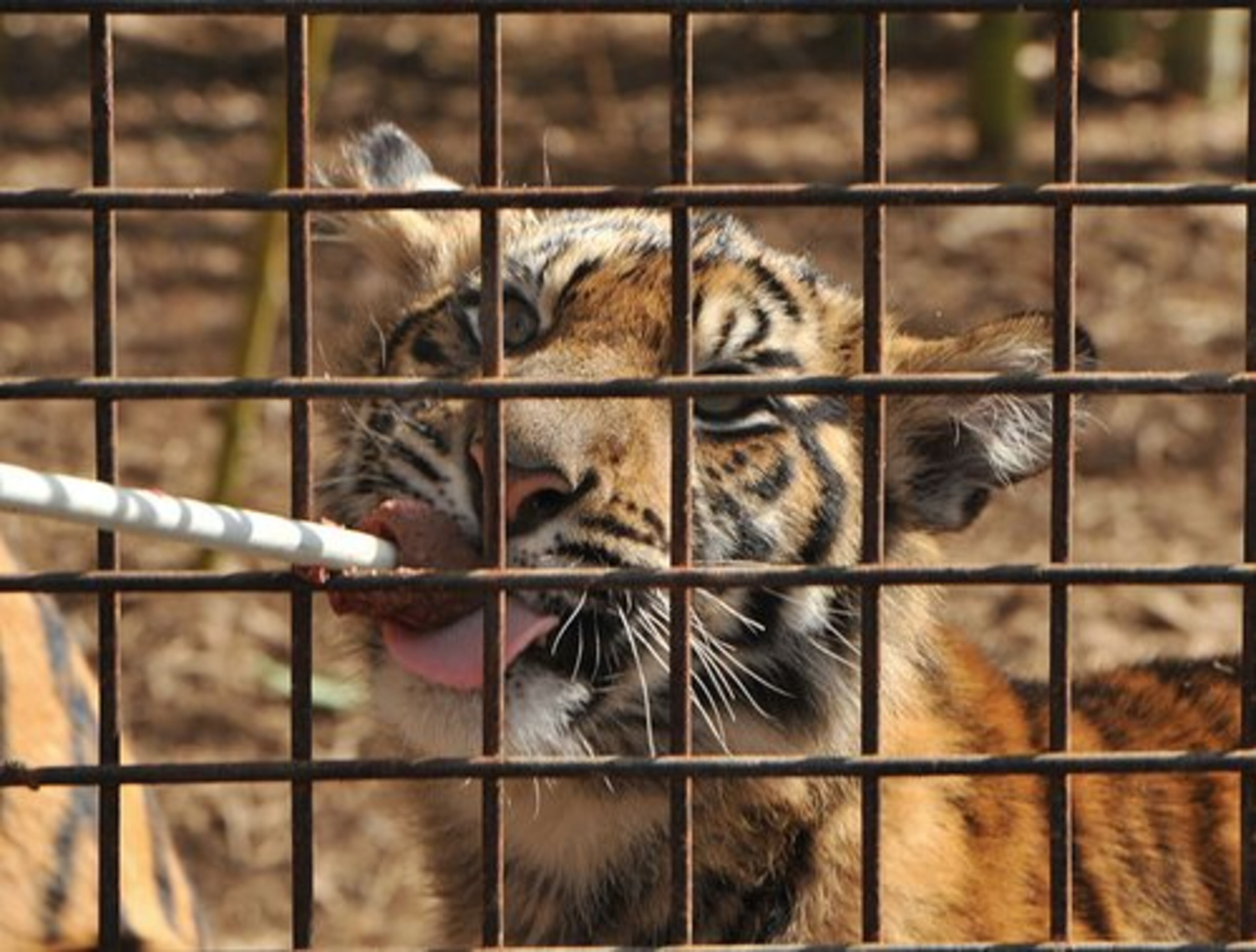 Sanjiv was one of the first Sumatran tiger cubs born at Zoo Atlanta in more than a decade.
