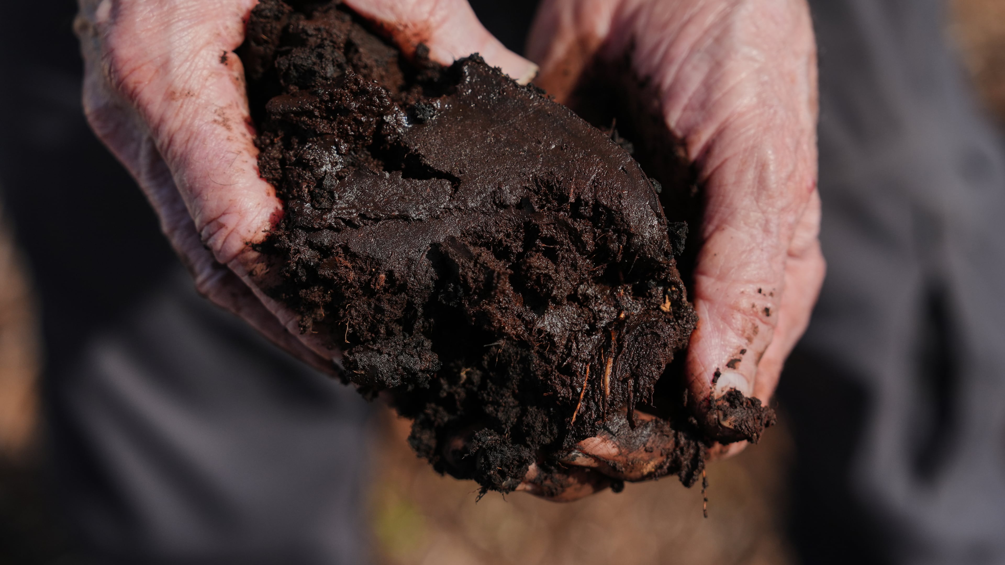 Curtis Richardson, an ecology professor at Duke University, holds peat soil Wednesday, May 6, 2026, in Belhaven, N.C. (AP Photo/Joshua A. Bickel)