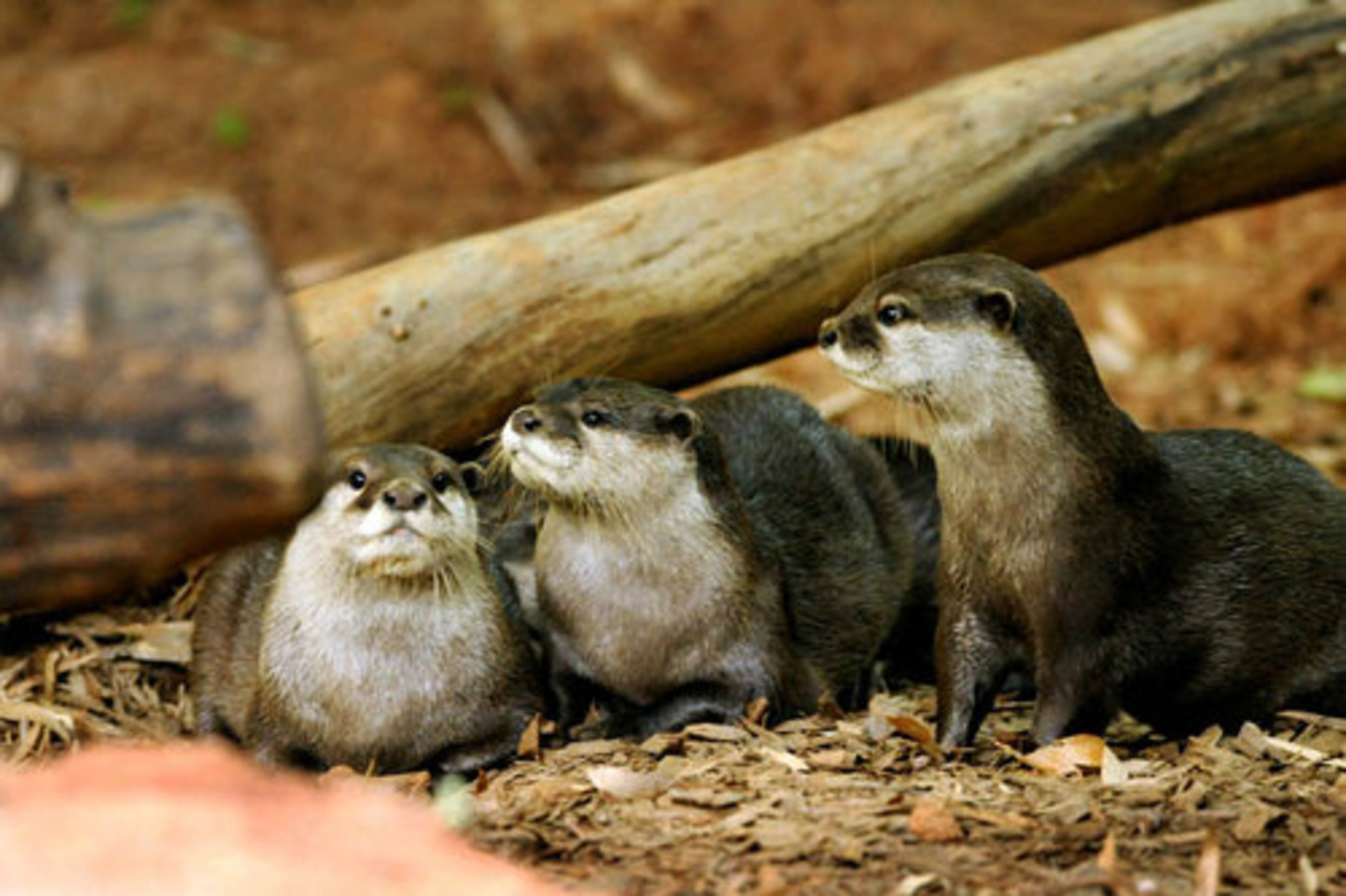 Moe, an Asian small-clawed otter (center), spends some time with his family. These male otters normally stay with mother to help raise a litter of up to six pups, and they typically bring food back for them. What makes Moe a good father is that he is experienced and helps take care of the family with mate, Nava Lee.