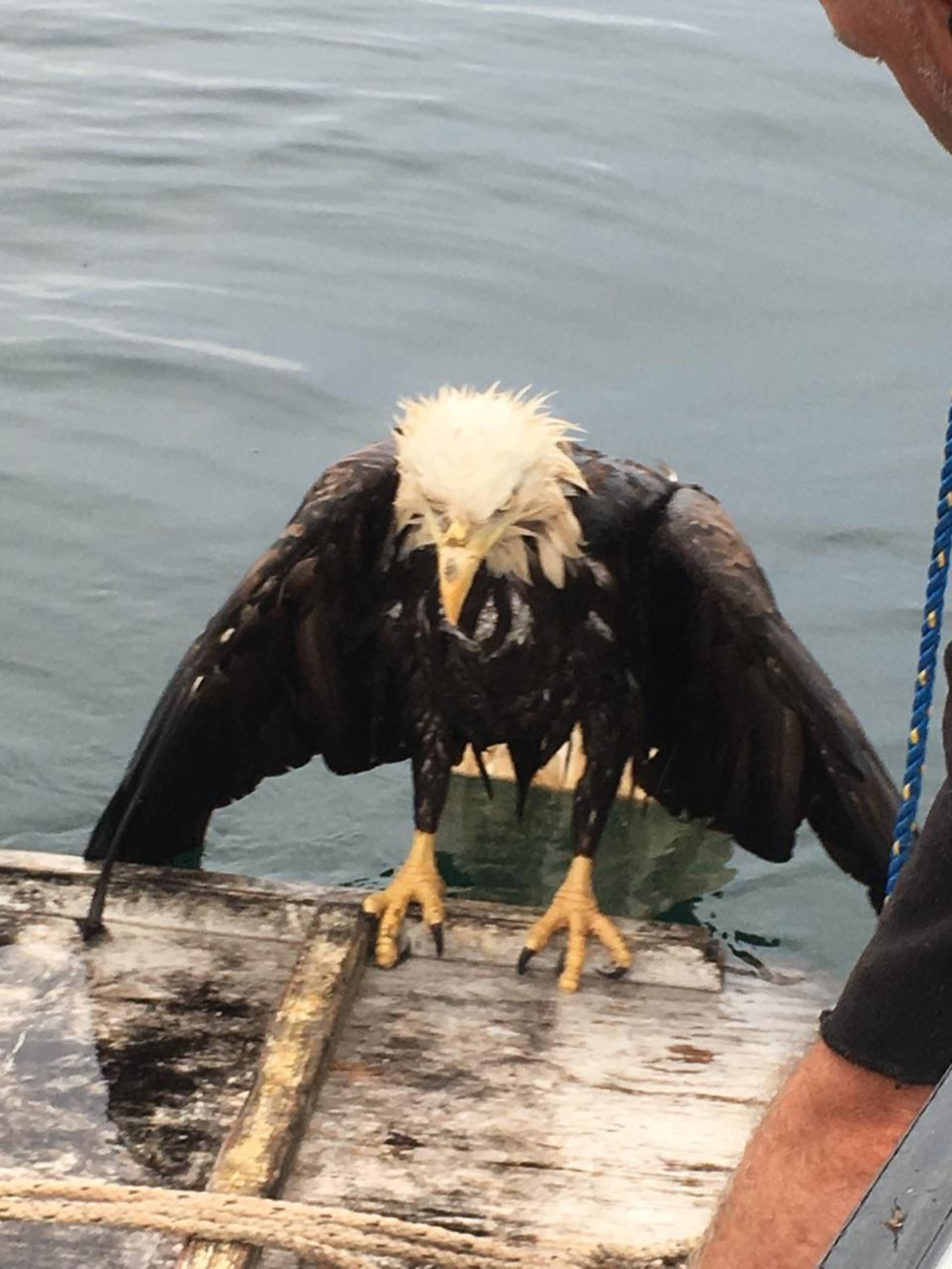 In this Thursday, July 27, 2017, photo provided by Michelle Ritzema shows an eagle on a makeshift raft created by the crew of a lobster boat that rescued the bird as it was struggling in the Atlantic Ocean near Schoodic Island, Maine. The bird was eventually hauled aboard and flew away after drying off.