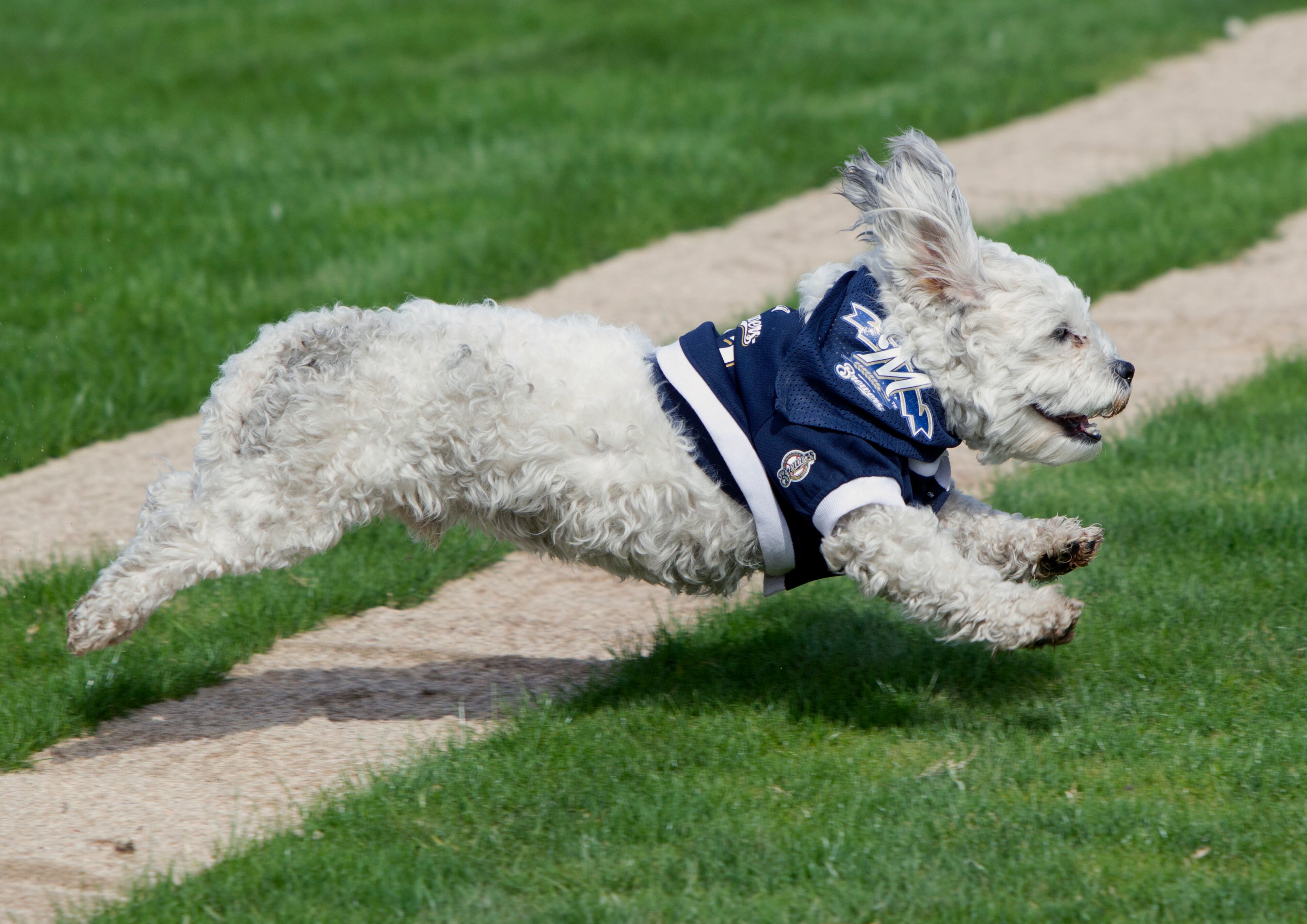 Hank, a stray dog that the Brewers recently found wandering their practice fields at Maryvale Baseball Park, runs during spring training on Friday, Feb. 21, 2014, in Phoenix. The team and staff have been taking care of Hank since he was found at the park on President's Day. Hank is named after Hank Aaron. (AP Photo/The Arizona Republic, Cheryl Evans)