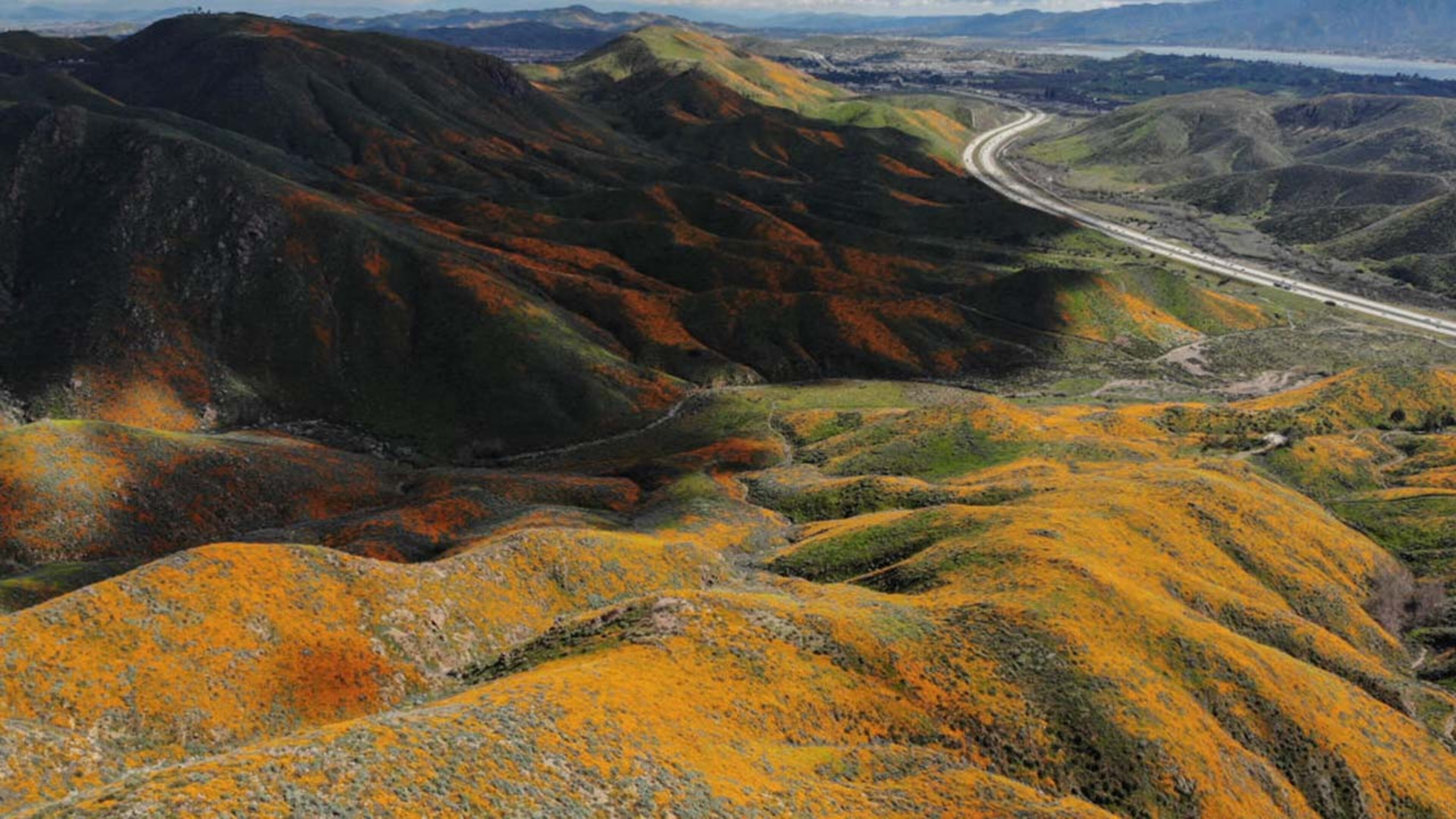 An aerial view of a super bloom of wild poppies blanketing the hills of Walker Canyon on March 12, 2019 near Lake Elsinore, California. Heavier than normal winter rains in California have caused a super bloom of wildflowers in various places around the state.