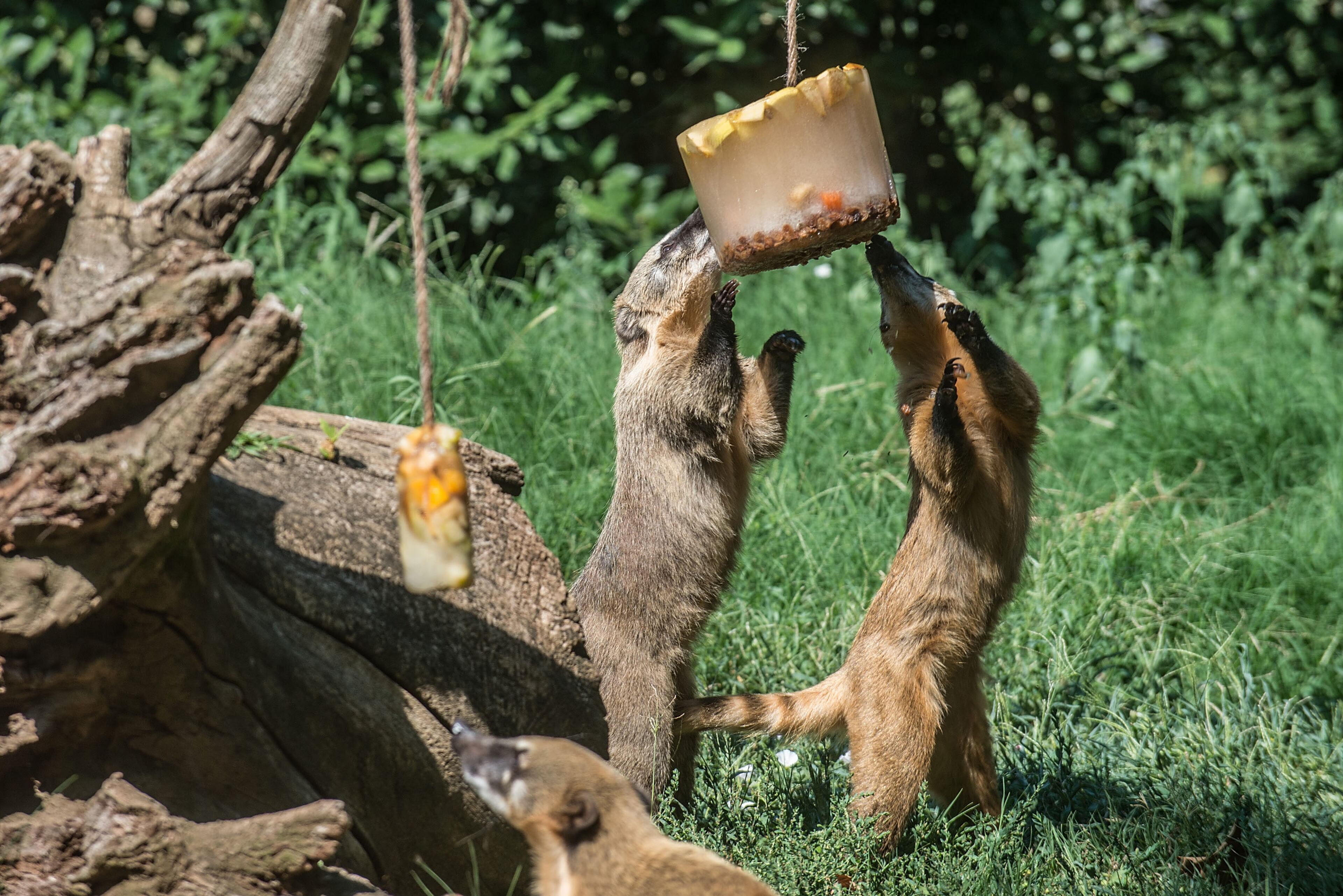 A couple of Ring Tailed Coati eat frozen fruit as they try to find refreshment at Rome Bioparco on July 22, 2015 in Rome, Italy. Over the last few days, due to temperatures hitting almost 40 degrees, the staff of the zoo have provided animals with extra portions of frozen fruit to help them fight the heat. (Photo: Giorgio Cosulich/Getty Images)