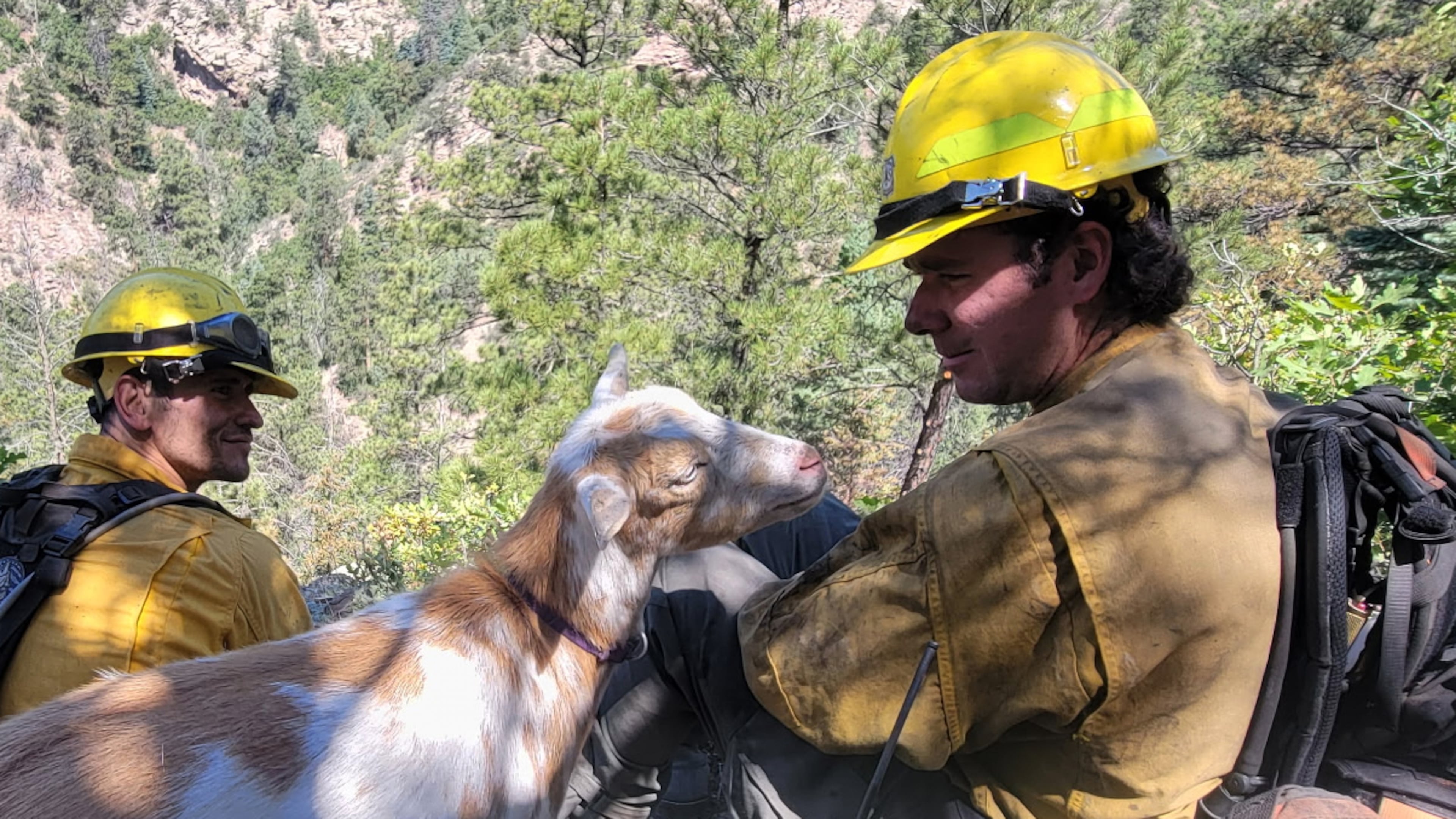 A goat named Goldie keeps firefighters company while they battle the Rock Creek Fire in Colorado Springs, Colo., on Thursday, July 9, 2026. (Colorado Springs Fire via AP)
