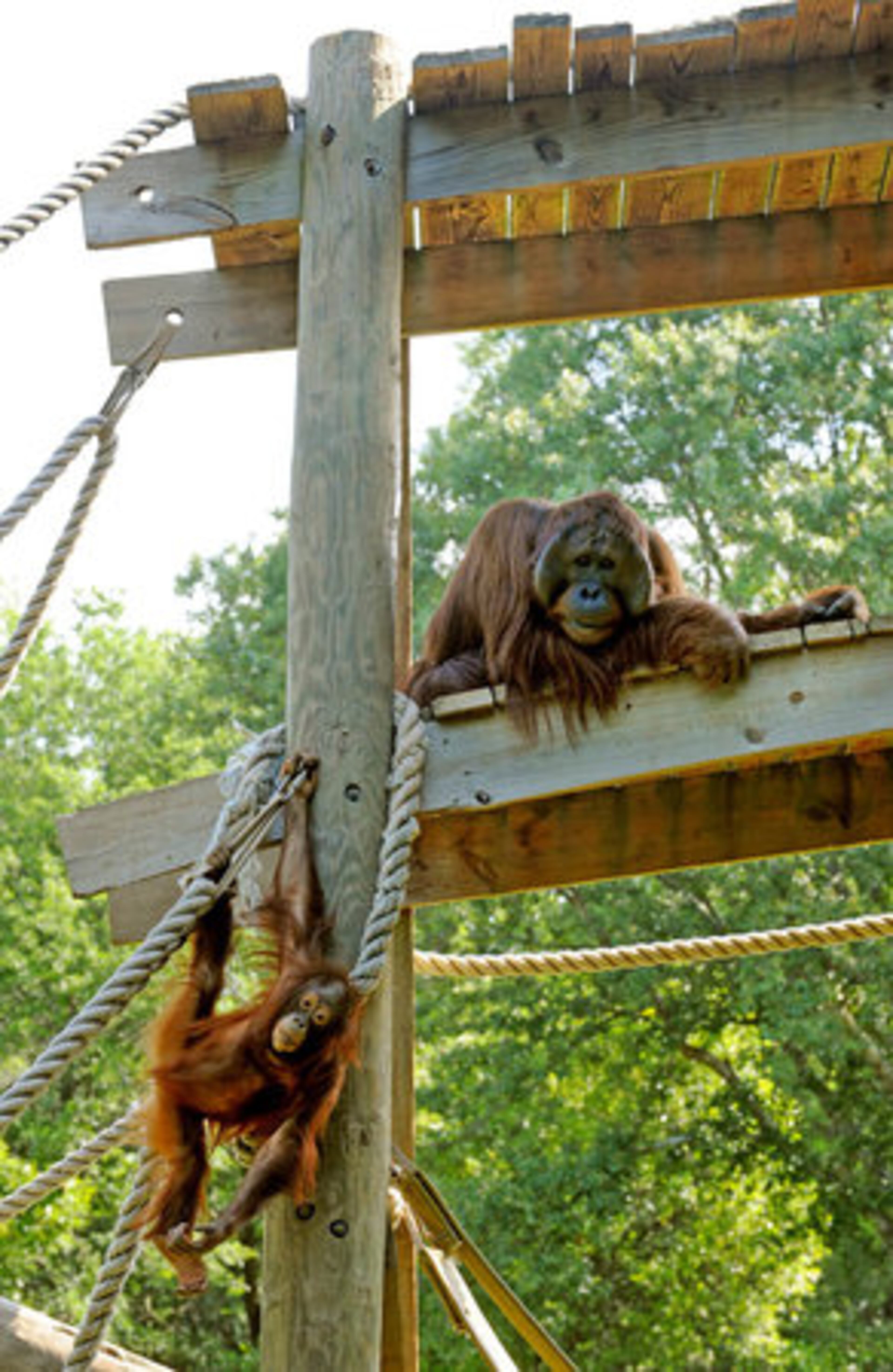 Father's Day is all about honoring Pops, even if he's (literally) a wild animal. And what better place to find animals than the zoo? So what follows is our tribute to the big (and small) daddies of Zoo Atlanta. Here, Satu, a Bornean orangutan, hangs out with his dad, Sulango. What makes Sulango a good father is that he plays with Satu and they often wrestle. Since Satu doesn't have siblings or peers, the social play is crucial to his development.