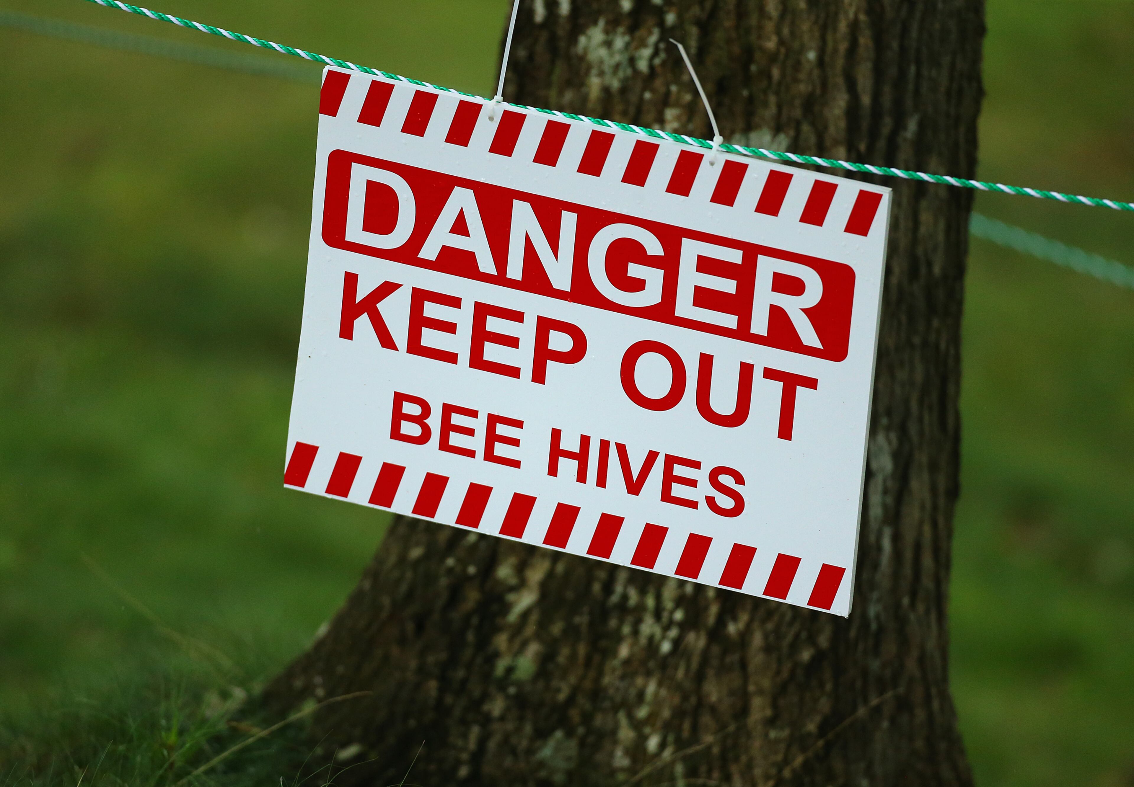 A sign warns golf fans away from yellow jackets near the 12th hole tee box after several people were stung earlier in the day during the afternoon round of the 36-hole championship match of the 2014 U.S. Amateur Championship at Atlanta Athletic Club on Sunday, August 17, 2014, in Johns Creek.
