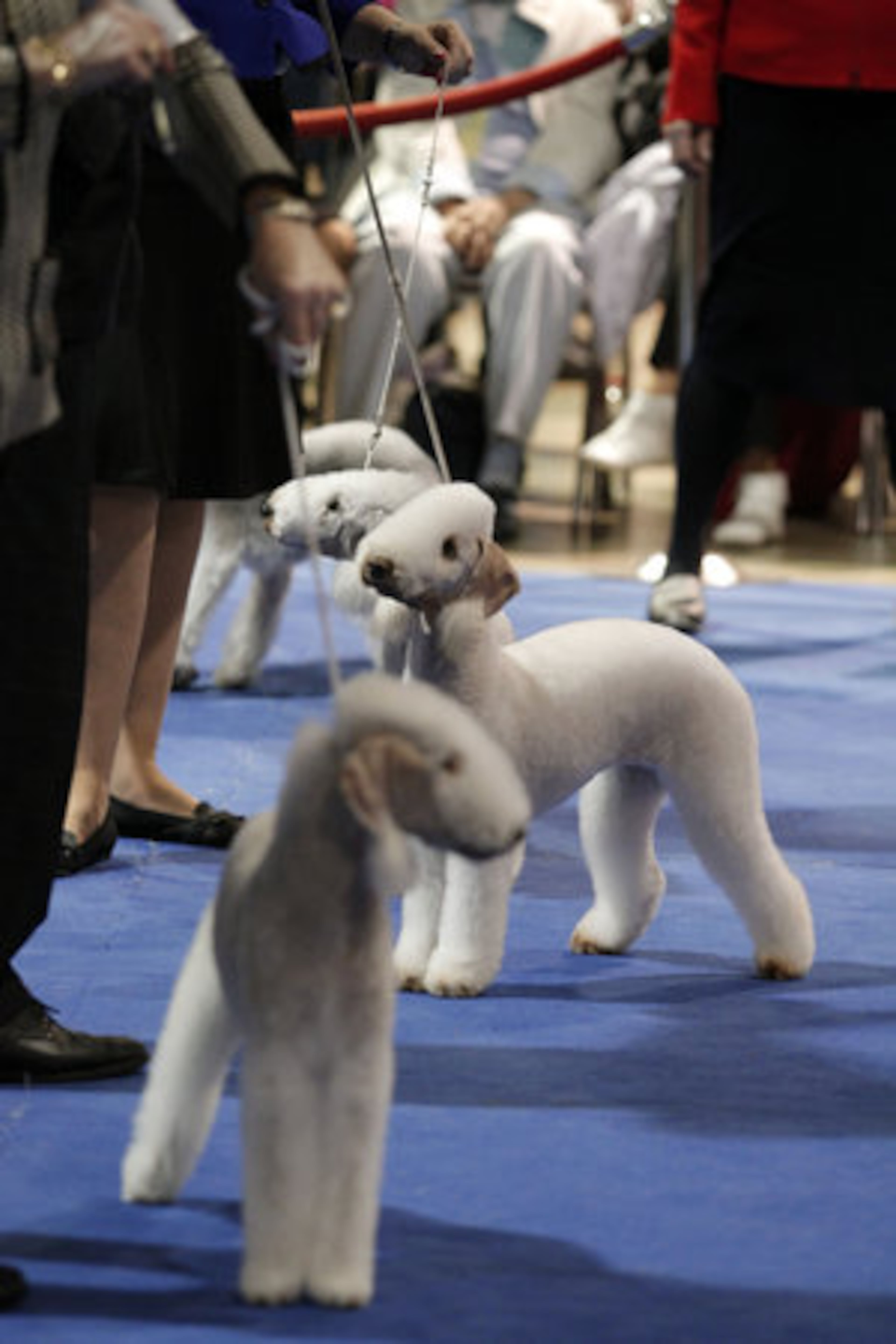 Bedlington terriers compete during the "Best in Breed" competition during the 10th annual AKC/Eukanuba National Championship dog show.