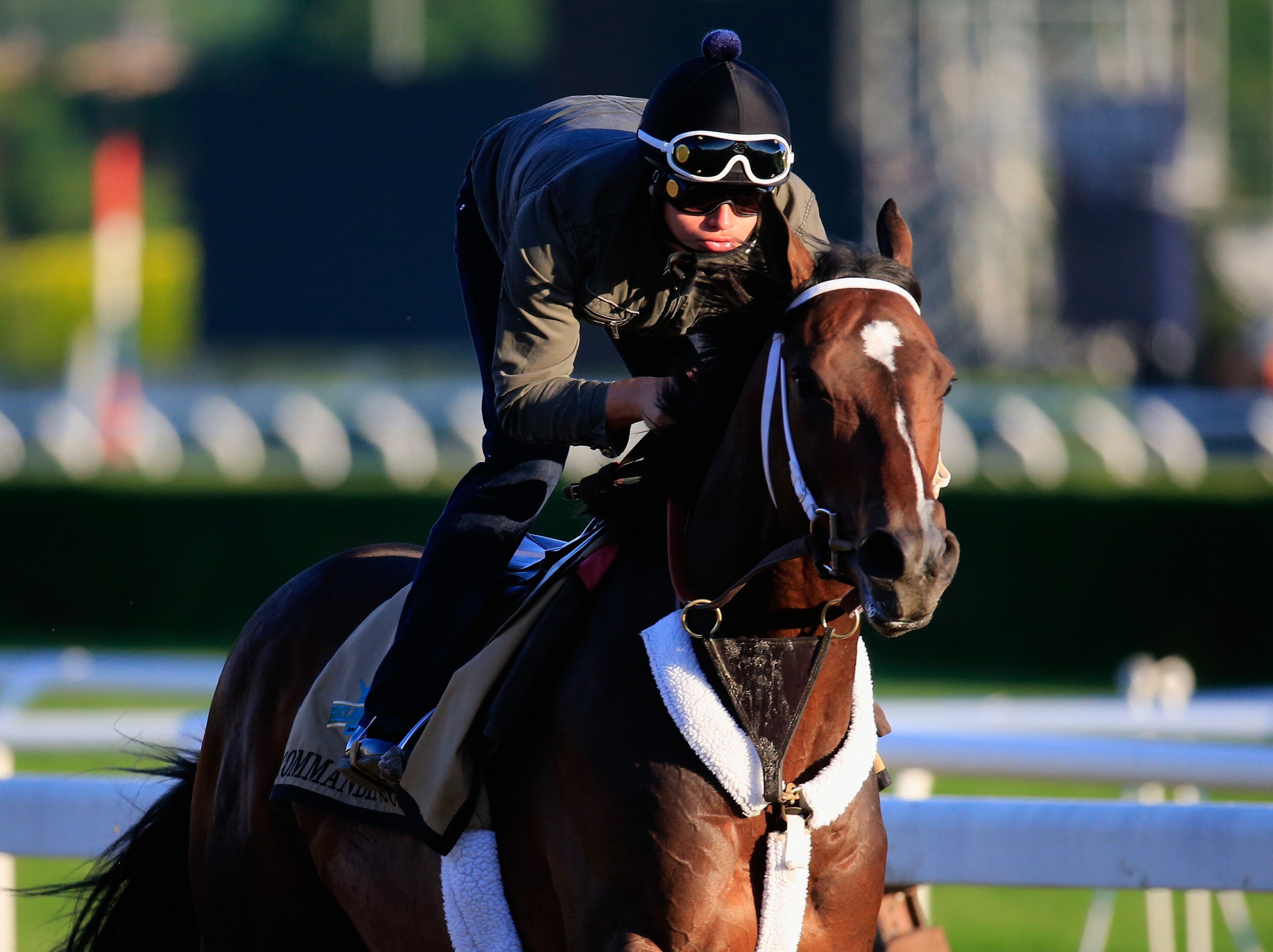 ELMONT, NY - JUNE 06: Commanding Curve goes over the track in preparation for the 146th running of the Belmont Stakes at Belmont Park on June 6, 2014 in Elmont, New York. (Photo by Rob Carr/Getty Images)