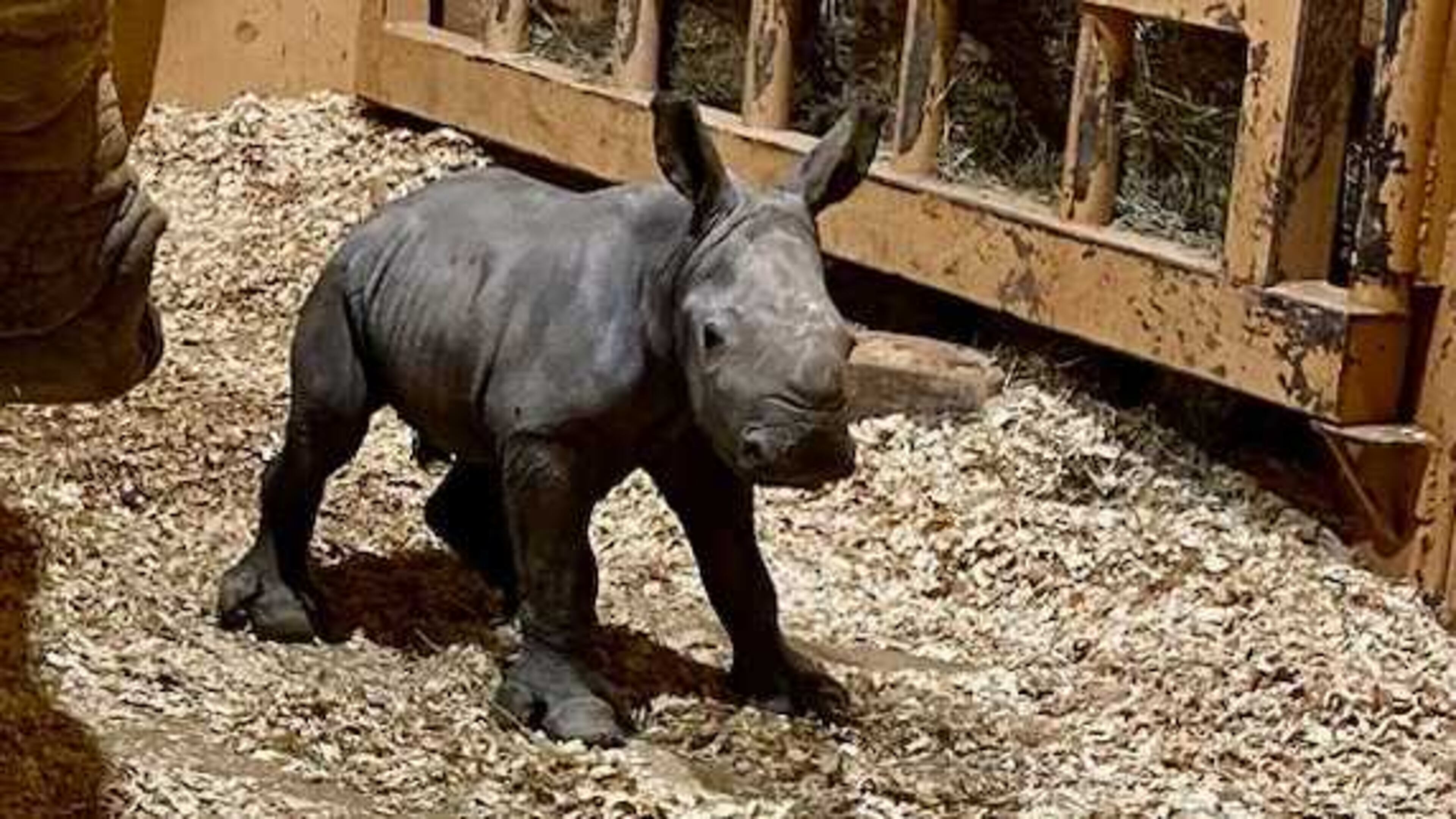 Zoo Atlanta welcomed a newborn southern white rhinoceros calf on Christmas Eve. The largest of five rhino species, southern white rhino calves are born weighing 100-150 lbs. (Photo courtesy Zoo Atlanta)