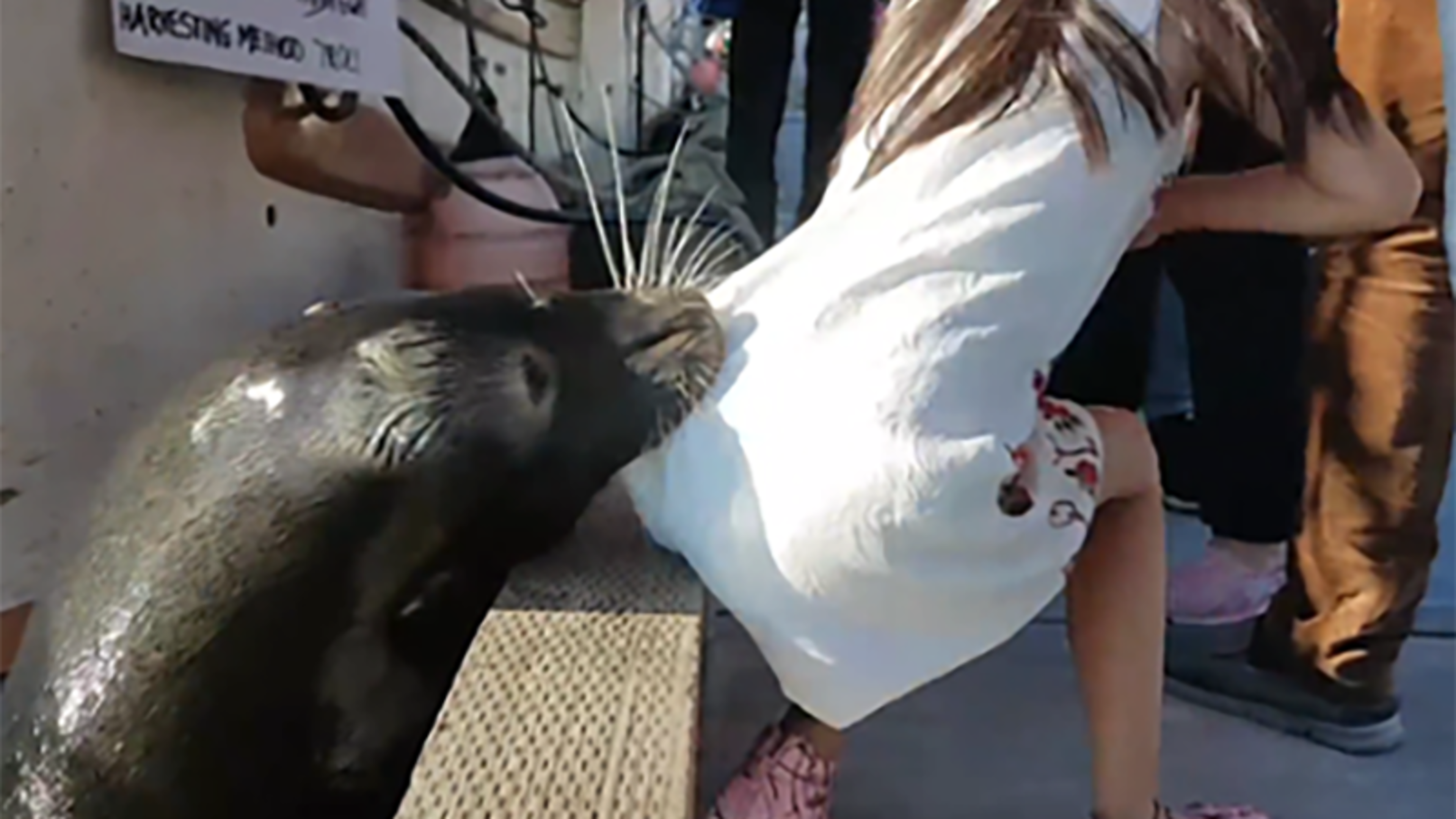 A 6-year-old girl being dragged off a dock by a sea lion. Image from the Bellingham Herald.
