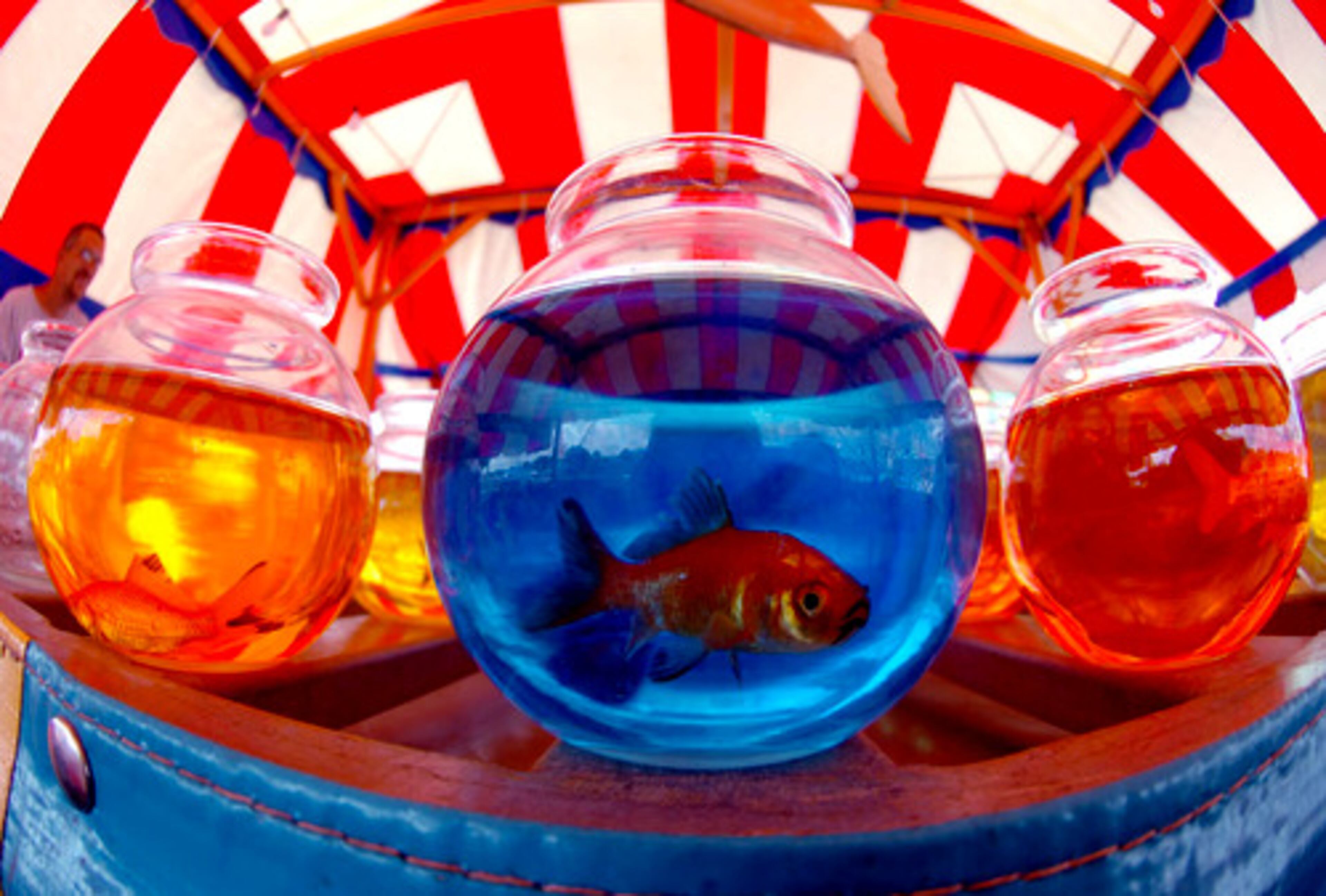 Charles Wolosko helps set up a goldfish game on Thursday in preparation for Friday's opening of the 66th Annual Yaarab Shrine Circus & Carnival at Jim R. Miller Park in Marietta on Thursday. In this game, if you are able to toss a ping pong ball into one of these little goldfish bowls, your prize is a goldfish to take home.