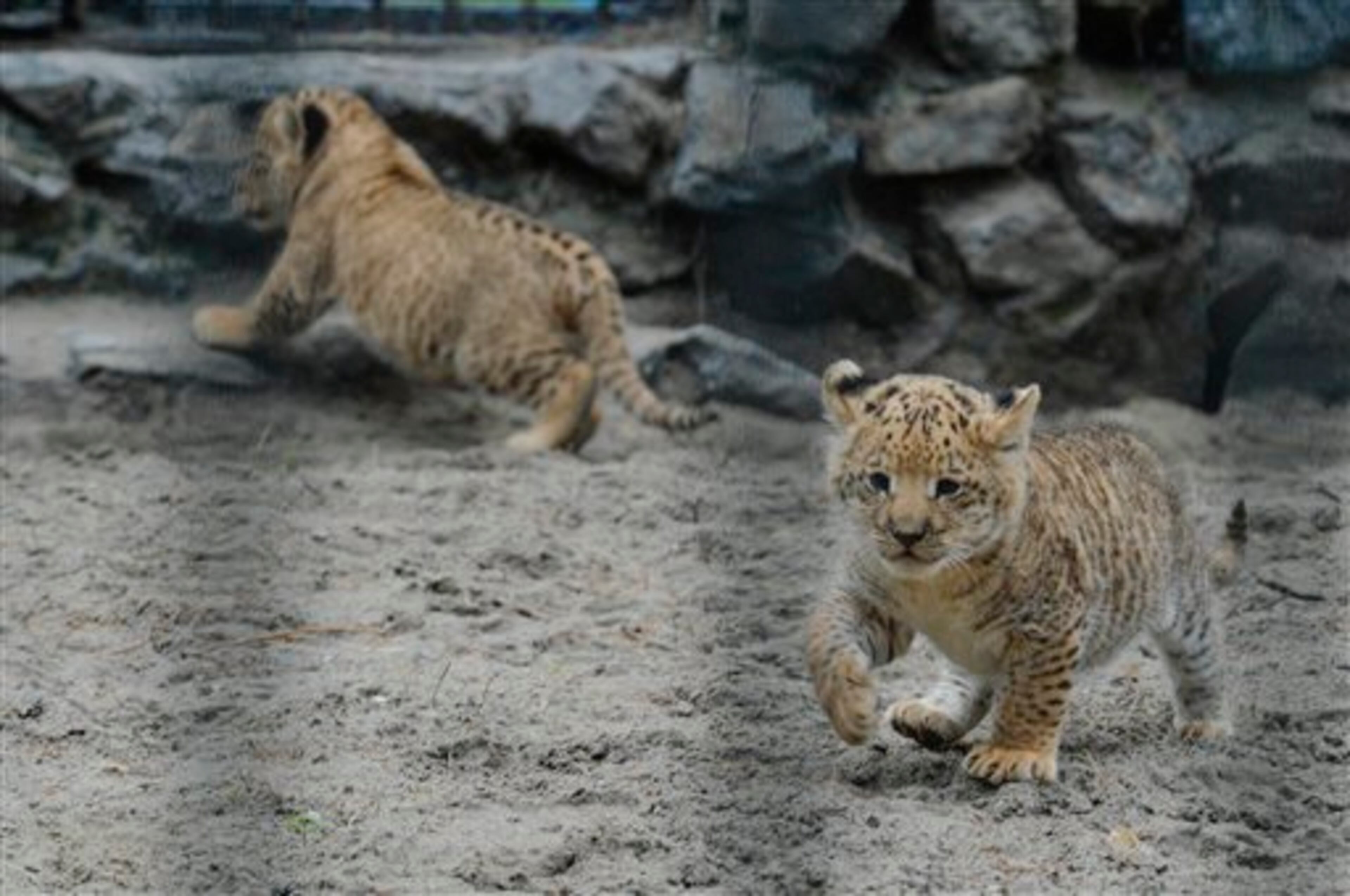 In this Tuesday, June 18, 2013 photo, month-old liliger cubs walk in Novosibirsk Zoo. The cubs' mother is Zita, a liger - half-lioness, half-tiger, and their father is a lion, Sam. (AP Photo /Ilnar Salakhiev)