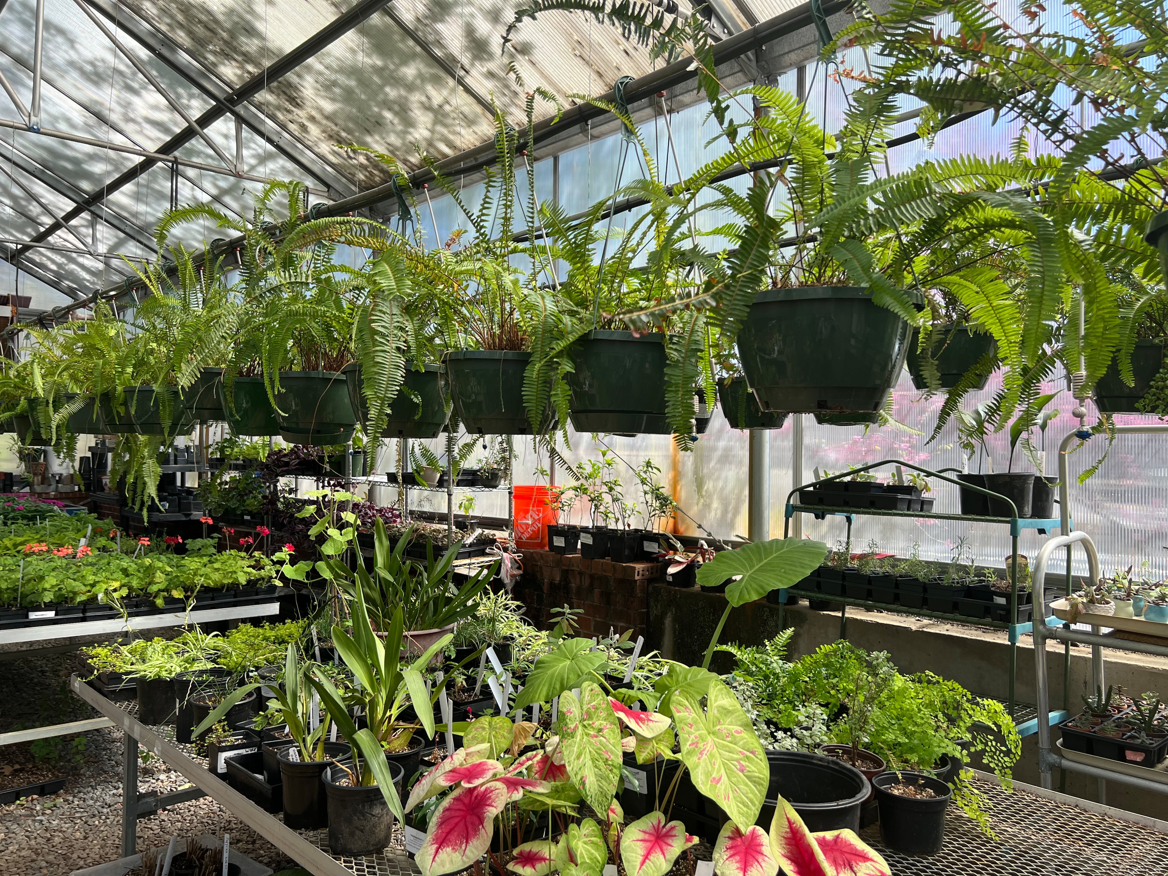 The North Fulton Master Gardeners’ Garden Faire on Saturday, April 11, offers many types of plants for sale plus additional activities. (Courtesy of Sandra Shave/North Fulton Master Gardeners)