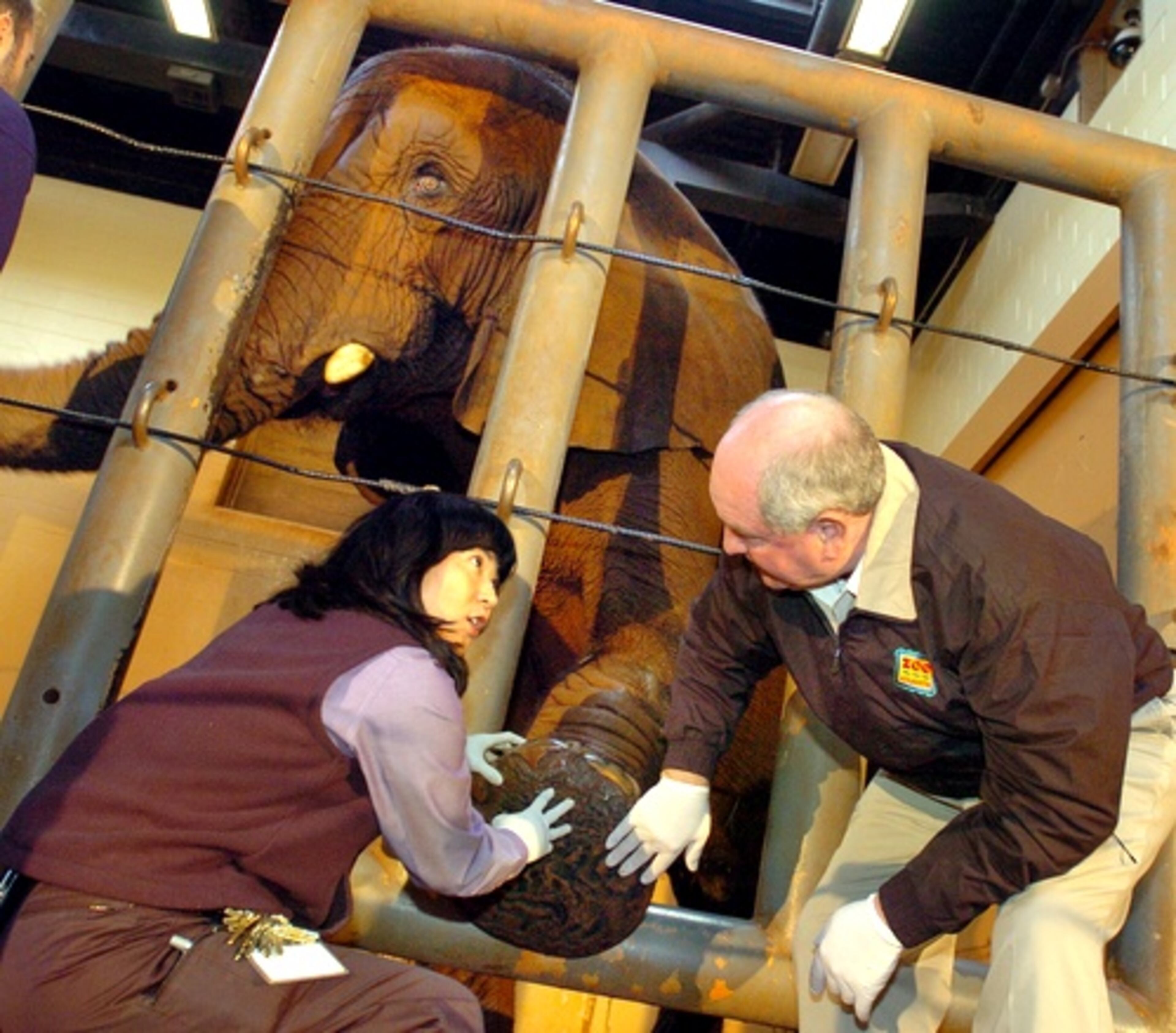 And back in December 2005, Perdue and Crane examined African elephant Zambezi, then 23.