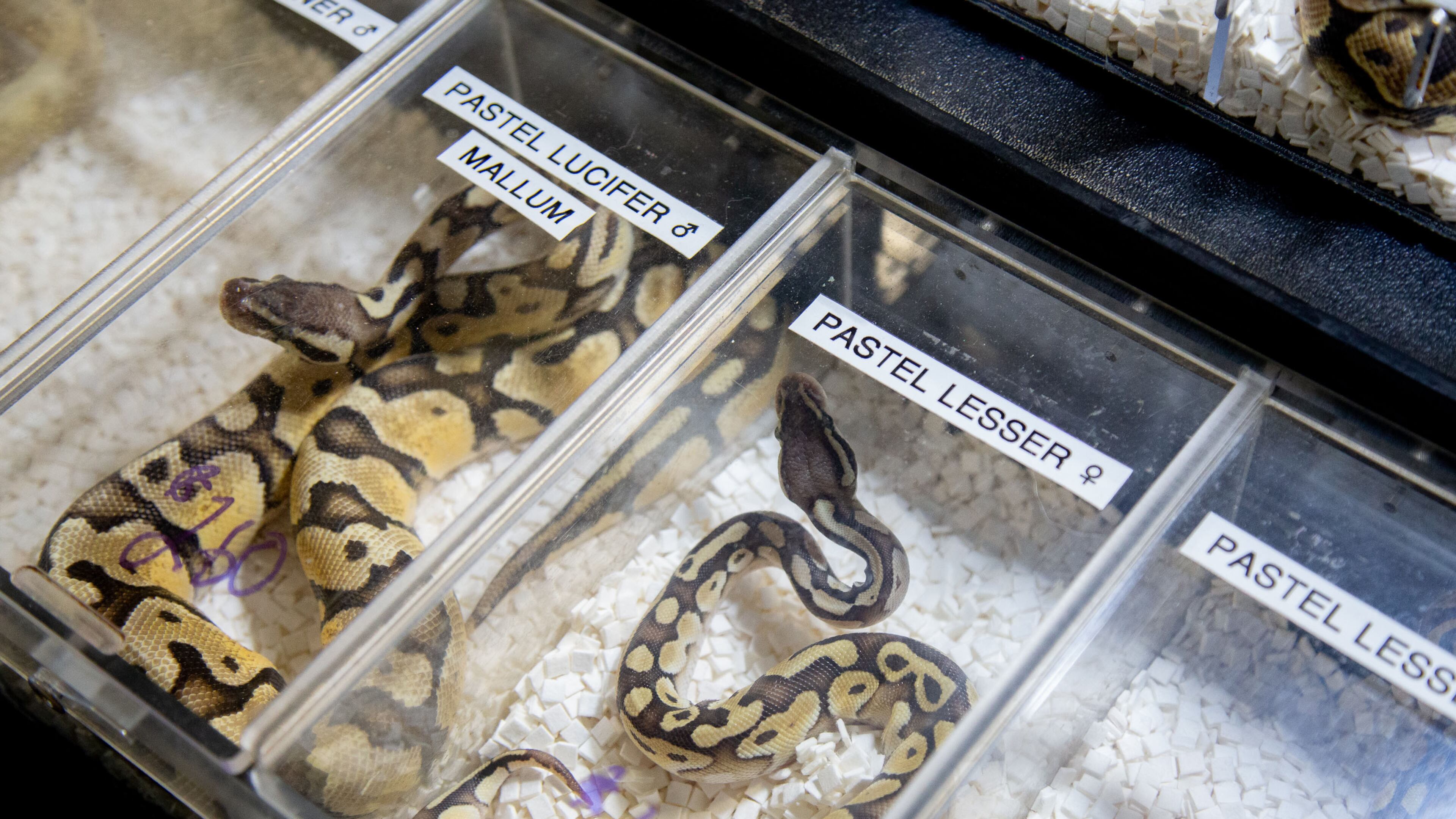 A Maine landlord arranged for the rescue of 15 tarantulas and one python (similar to the ones shown) that had been left behind by a tenant. (STEVE SCHAEFER / SPECIAL TO THE AJC)