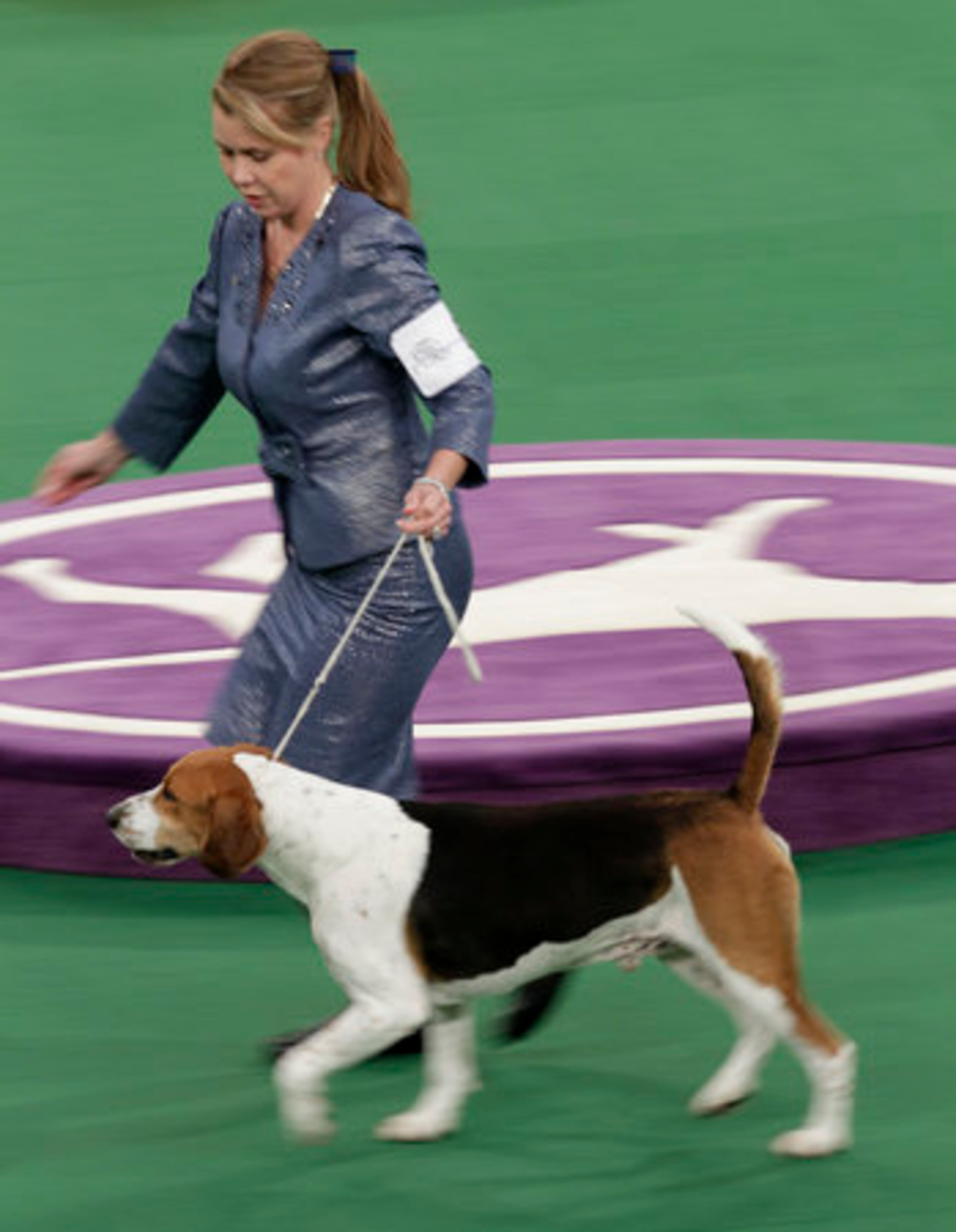 A harrier named Downhome Hitech Innovator runs during the hound judging.