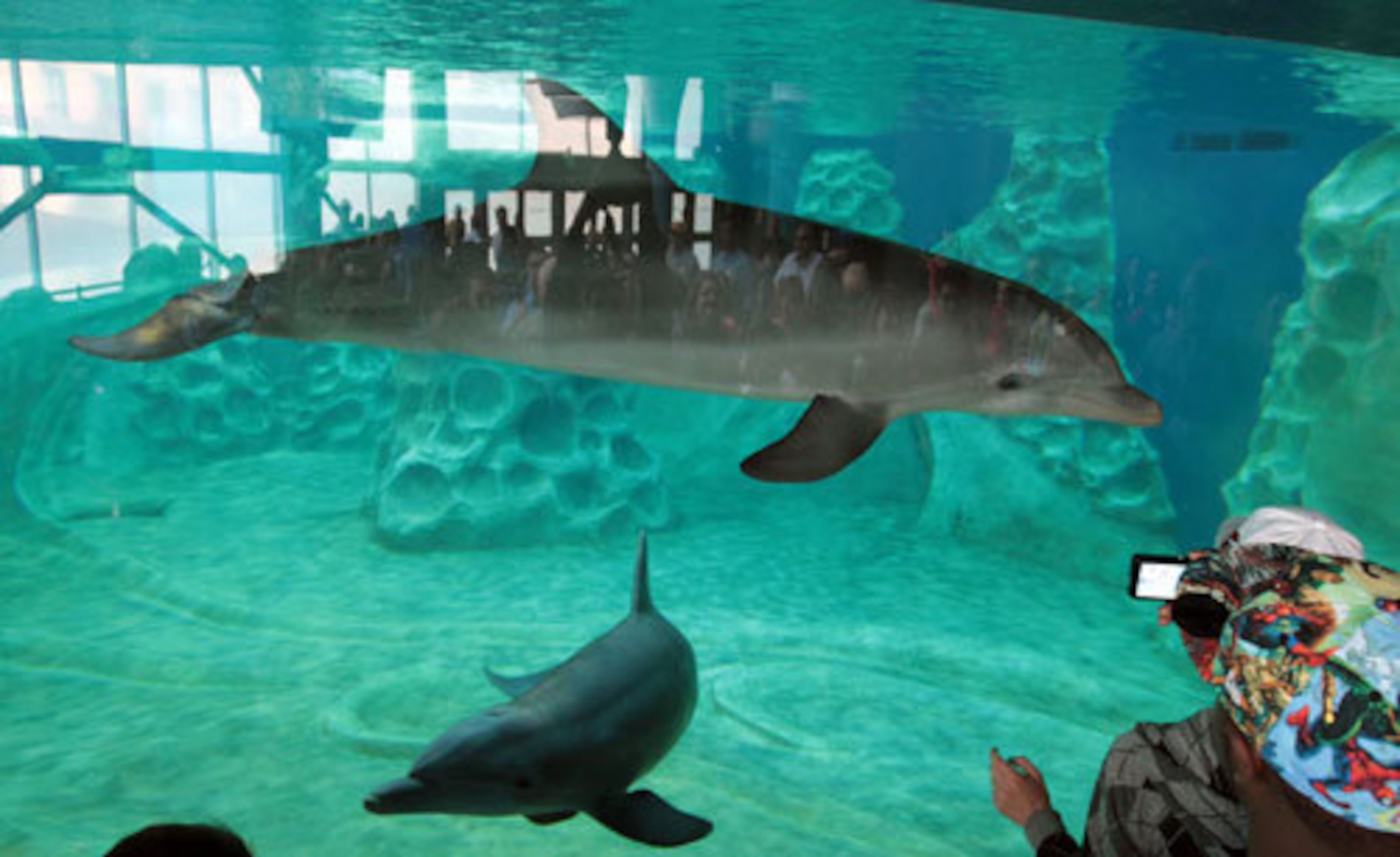 Visitors got up close to capture photos and video of the dolphins.