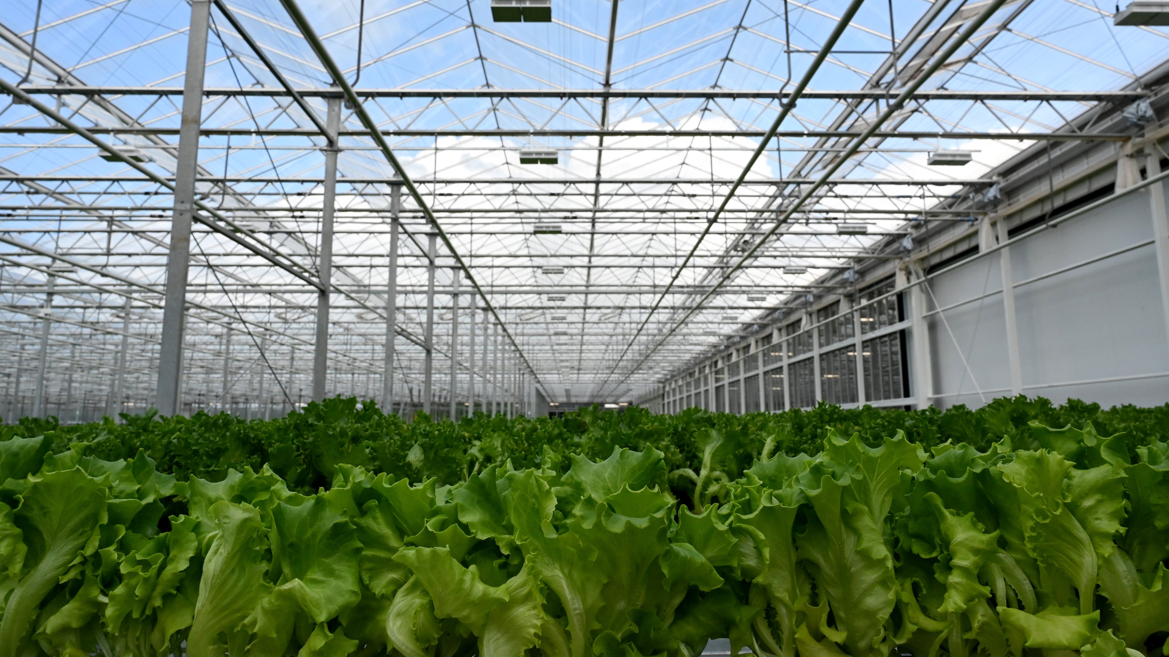 Lettuces grow in the newly christened BrightFarms greenhouse in Macon. The facility is the most advanced in the state. (Hyosub Shin/AJC)