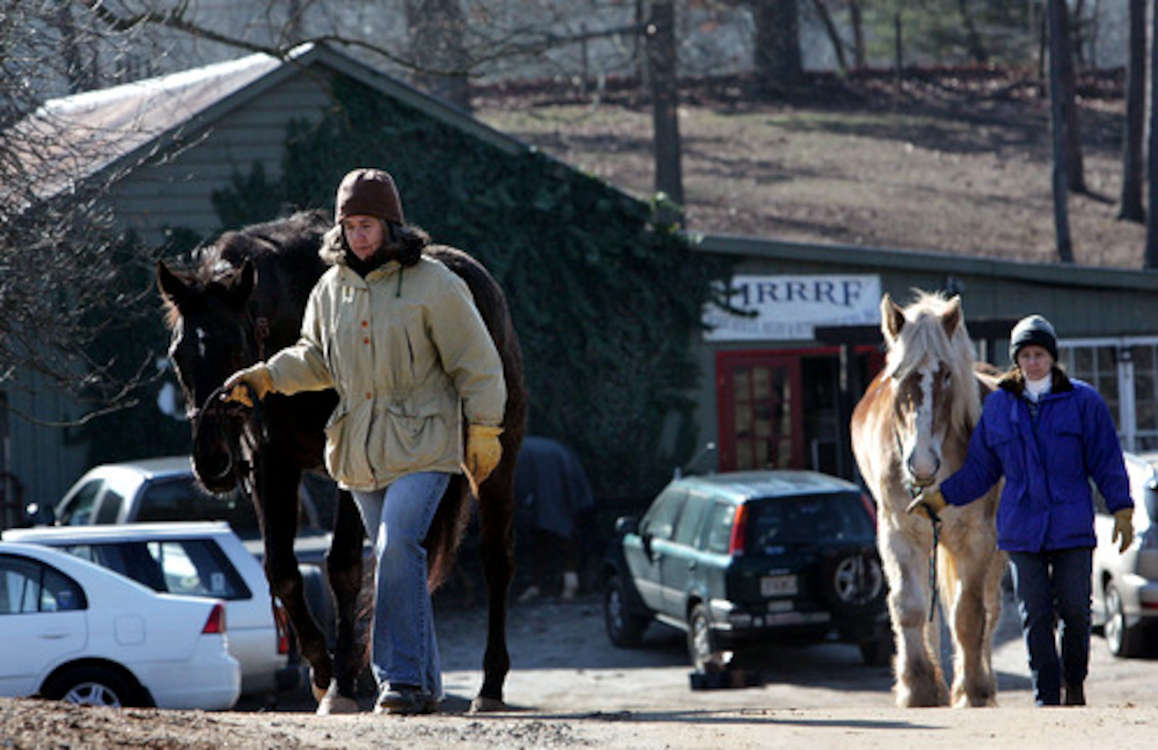'Save The Horses' volunteer Fredrika Stillwater (left) leads "Scotty" to pasture.