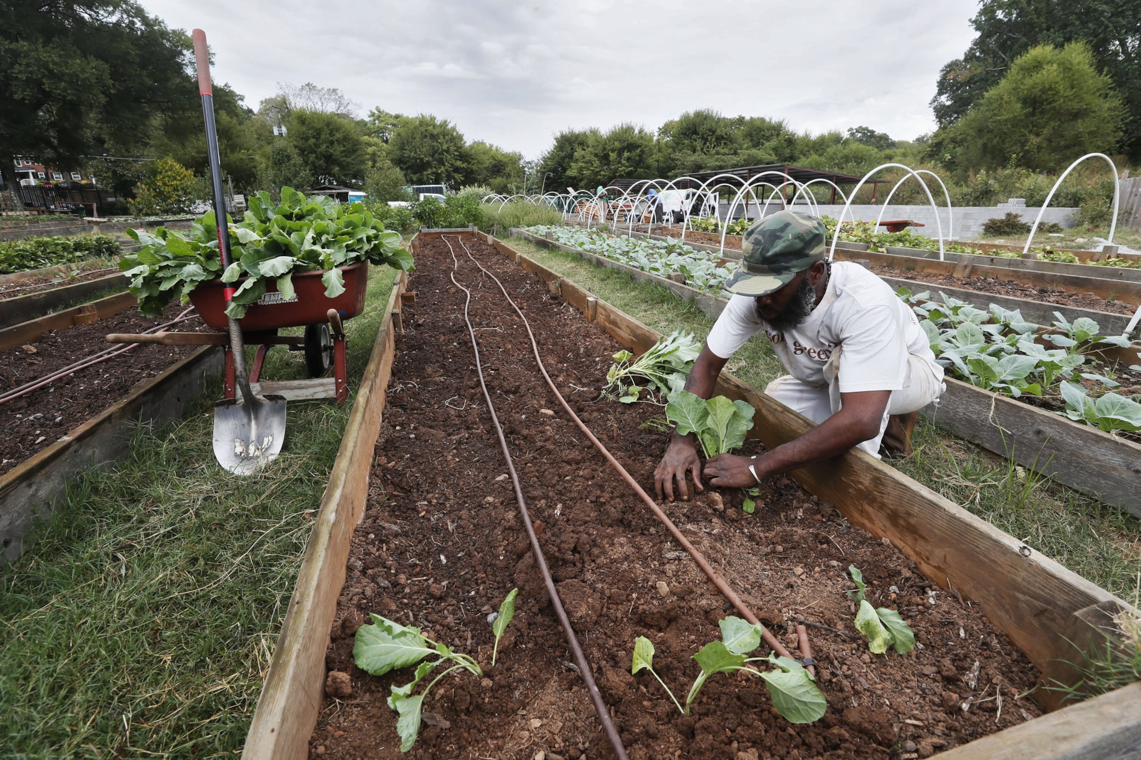 Ras Kofi plants collard greens at the Truly Living Well urban farm in Atlanta.