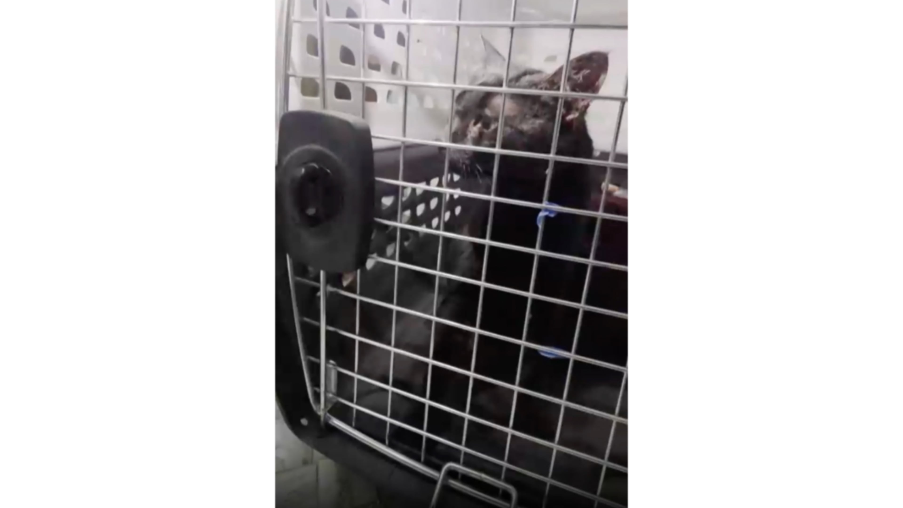 This image taken from video provided by John DeBacker shows a cat named Lola after she was rescued on Long Island, N.Y., Friday, Sept. 18, 2026. (John DeBacker via AP)
