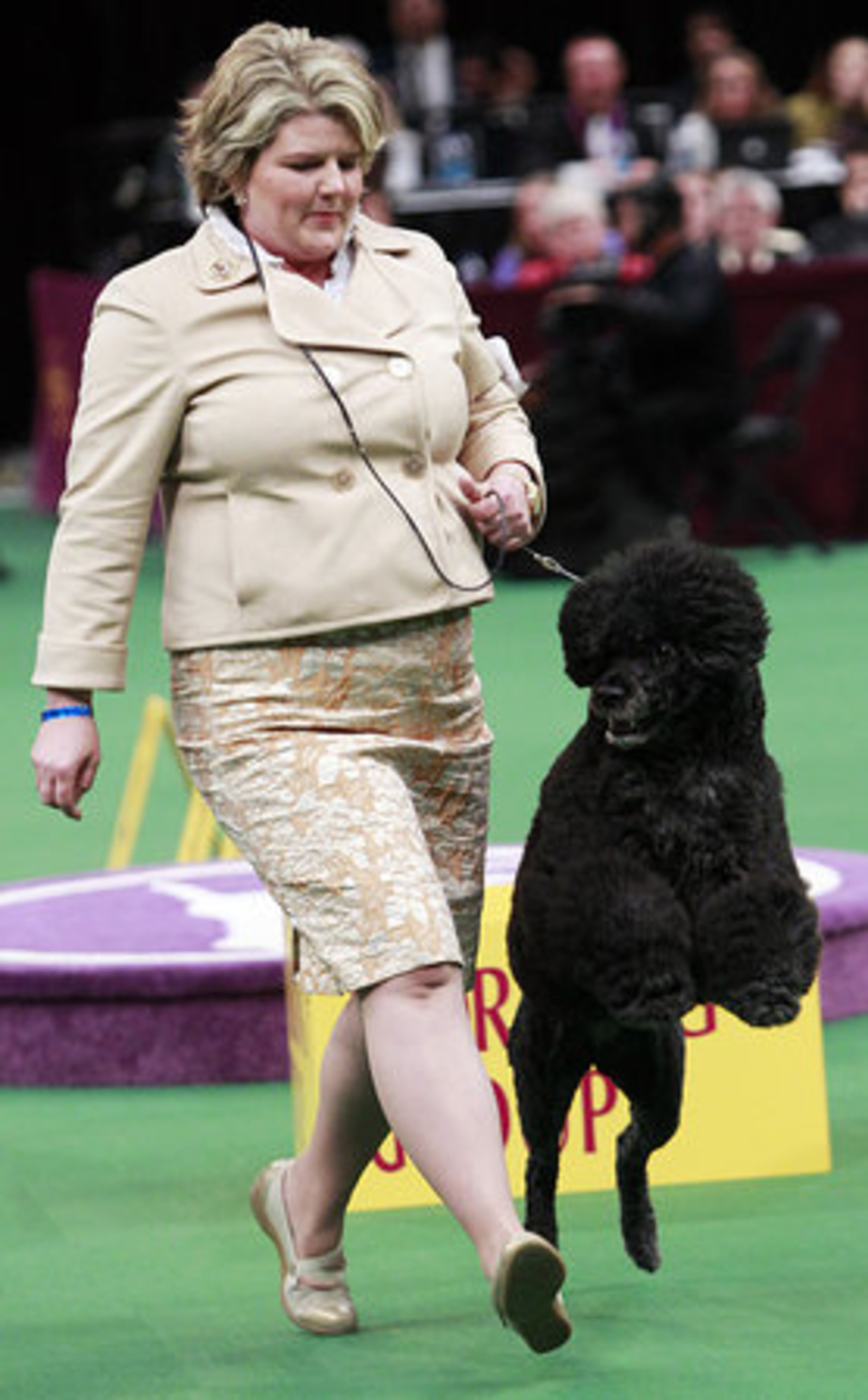 Ladybug, a Portuguese water dog prances during judging.