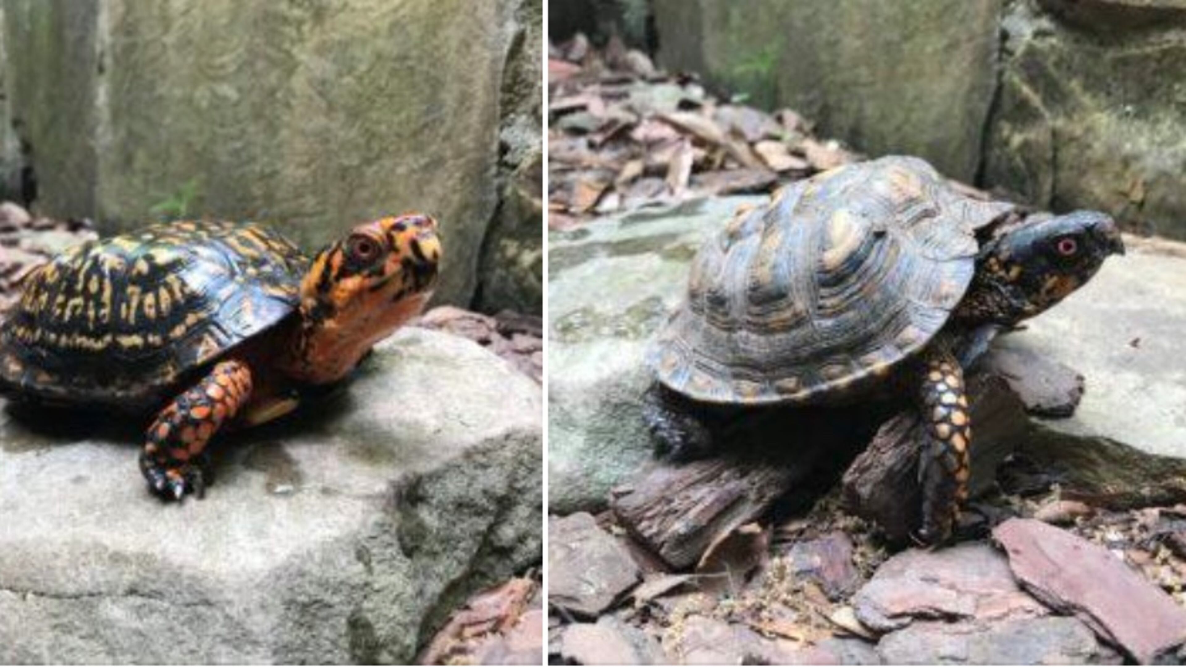 This past weekend five box turtles were stolen out of their enclosure at the Autry Mill Nature Preserve. Anyone with information can contact the nature preserve at 678-366-3511 or Johns Creek Police Investigator R. Bucki at 678-474-1579 or rbucki@johnscreekga.gov. (Courtesy Autry Mill Nature Preserve)