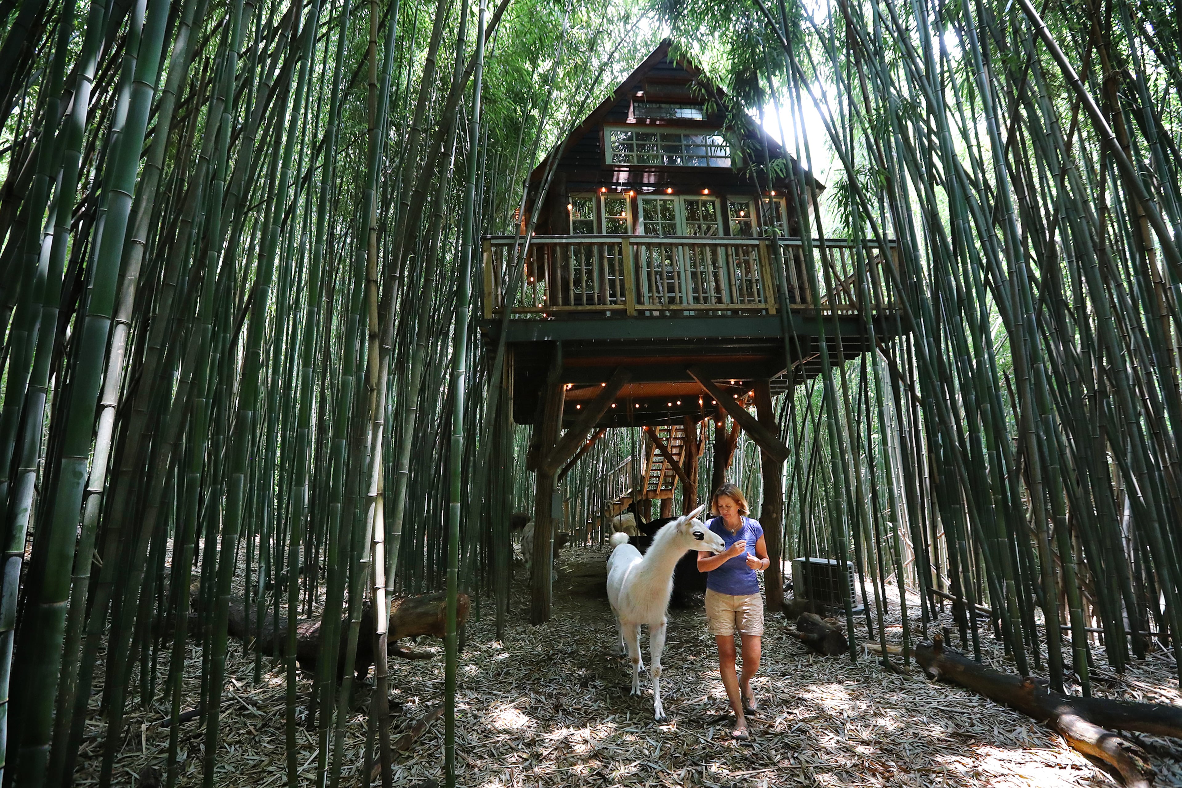 June 3, 2019 Atlanta: Kara OâBrien with the matriarch of her llamas named Dali Llama beneath the alpaca treehouse where guests stay overlooking a bamboo forest on her Airbnb properties on Monday, June 3, 2019, in Atlanta. Curtis Compton/ccompton@ajc.com