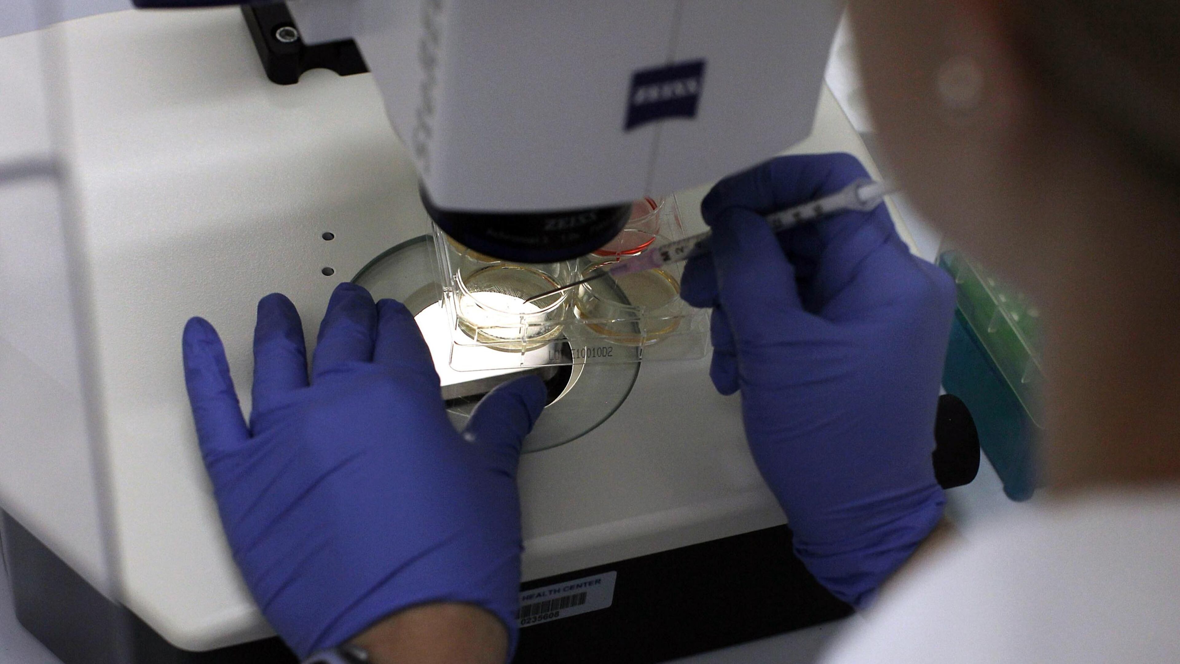 A scienitst studies stem cells under a microscope.