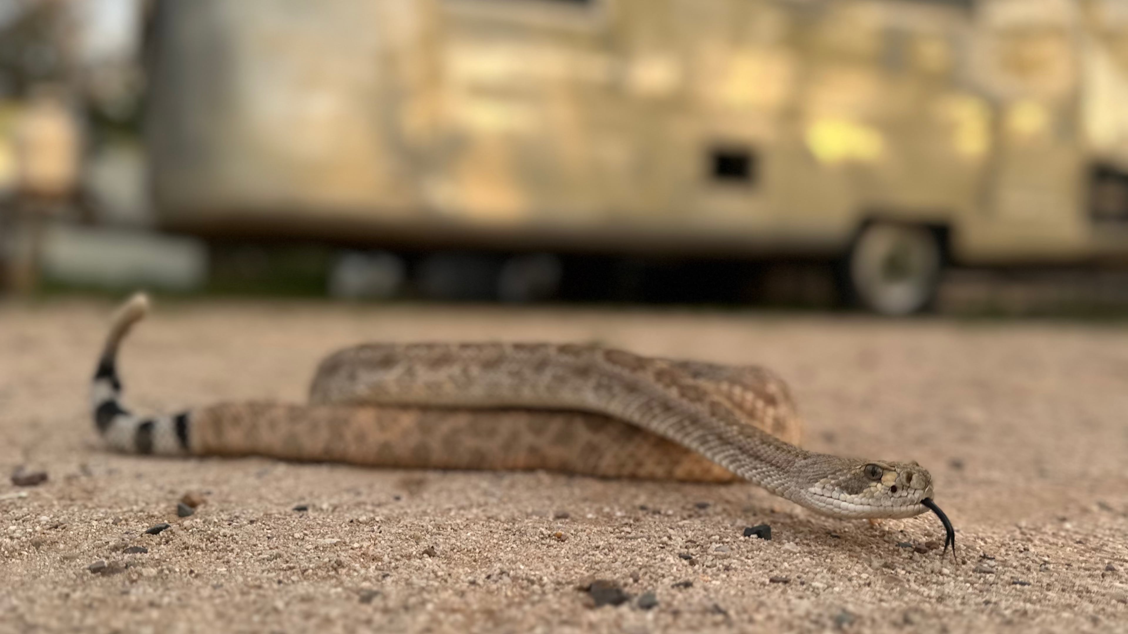 In this undated photo shows Brian the rattlesnake, which is used to train dogs to avoid dangerous vipers, in Tucson, Ariz. (J.J. Belcher via AP)