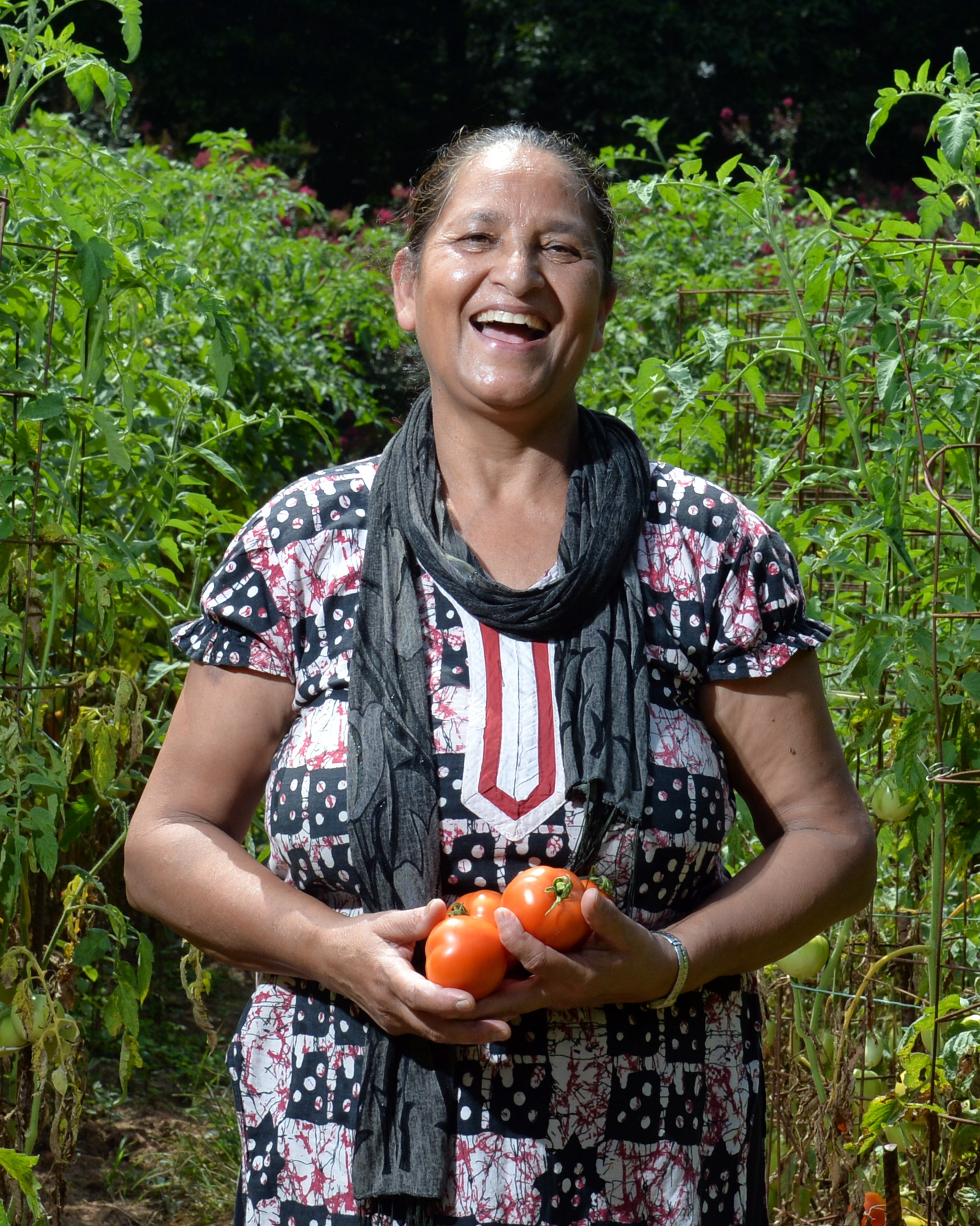 Bishnu Chhetri, one of Global Growers farmers who is originally from Bhutan, with tomatoes at her farm in Clarkston on Tuesday, July 15, 2014. HYOSUB SHIN / HSHIN@AJC.COM