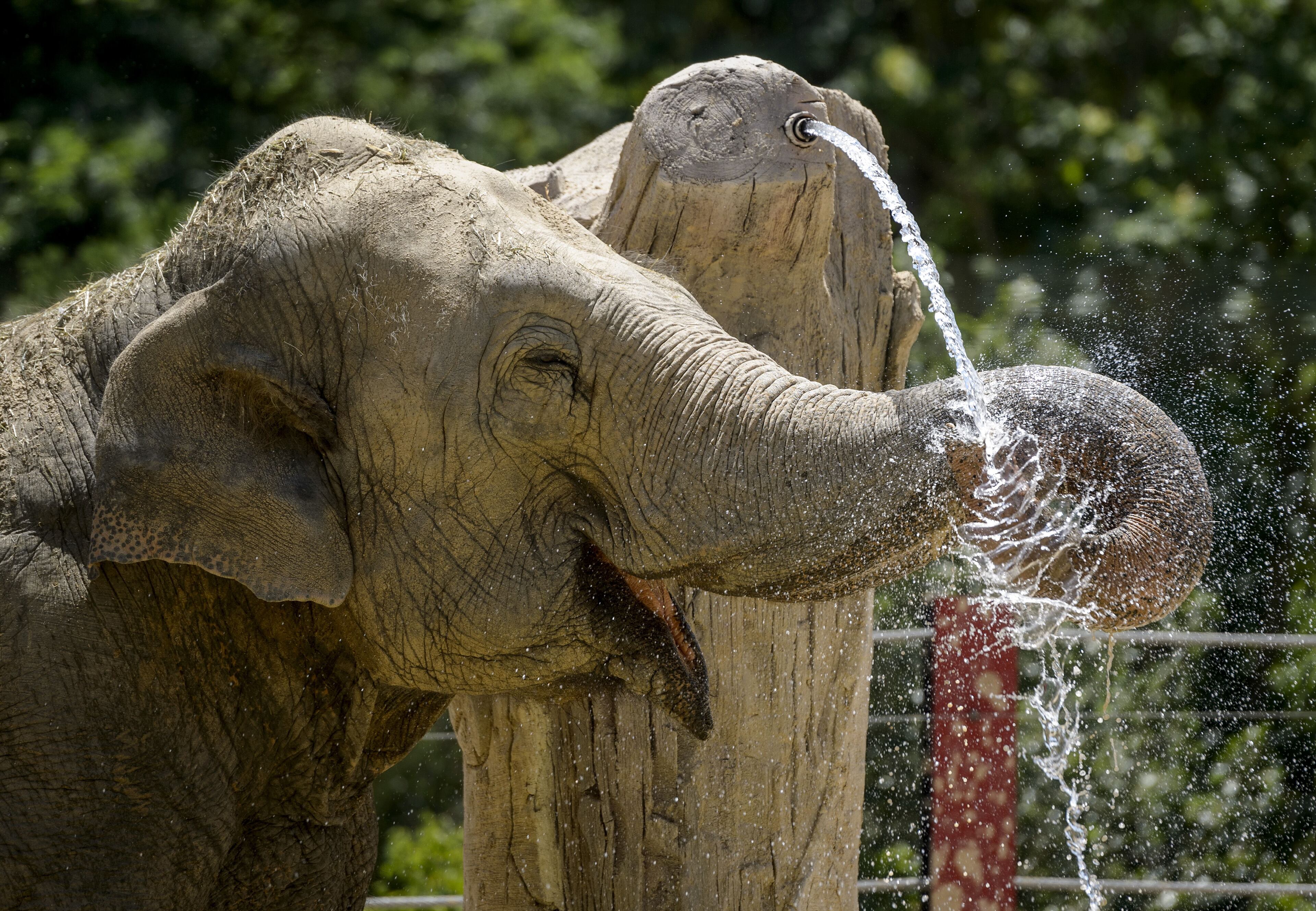 An elephant cools off on a hot summer day at Madrid's zoo on July 2, 2015. Spain is heading for a new heatwave which will last for at least nine days and extend to the rest of Europe, the national weather office said on July 1. (Photo: DANI POZO/AFP/Getty Images)