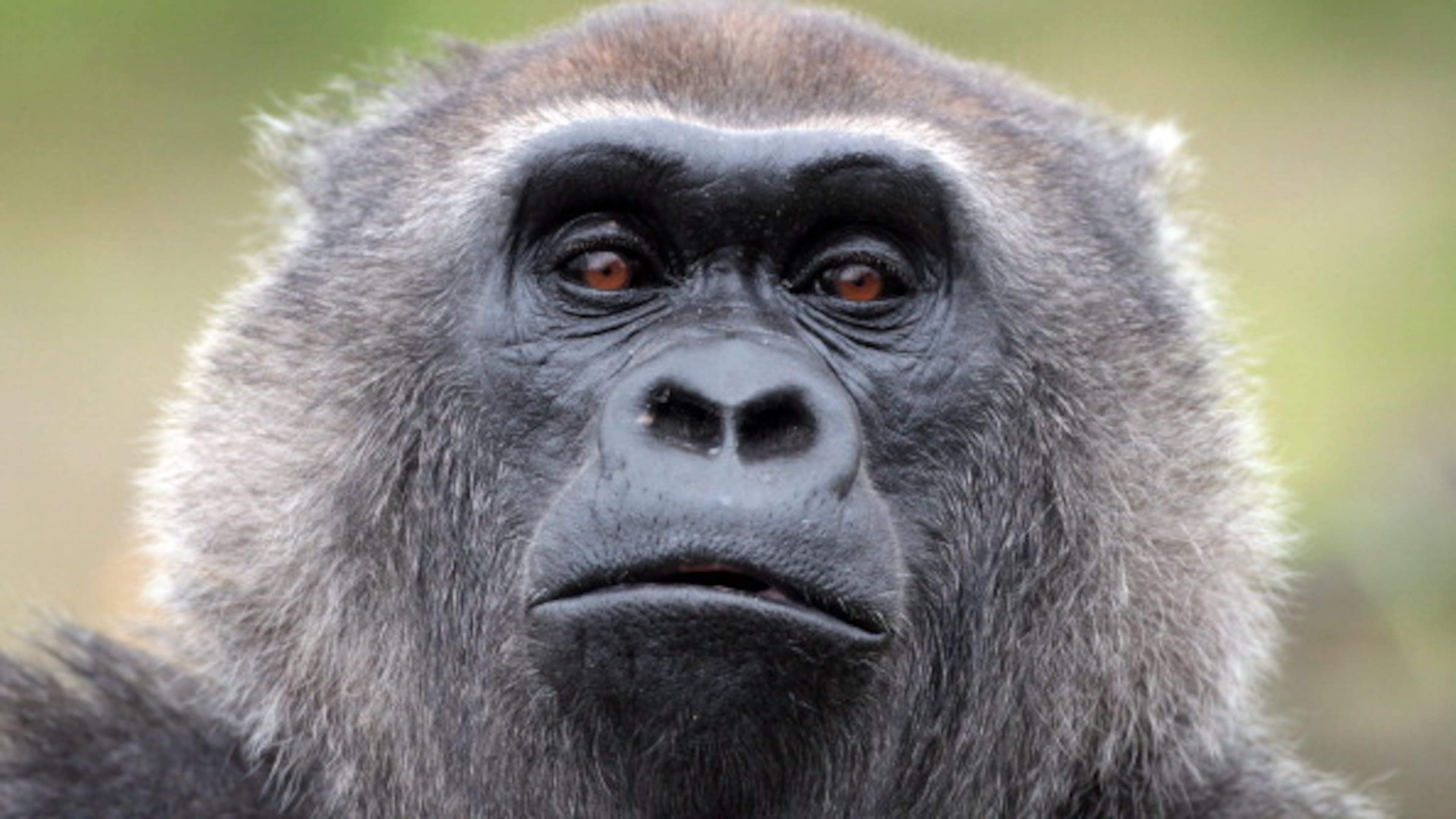 File photo. (Photo by Matt Cardy/Getty Images)