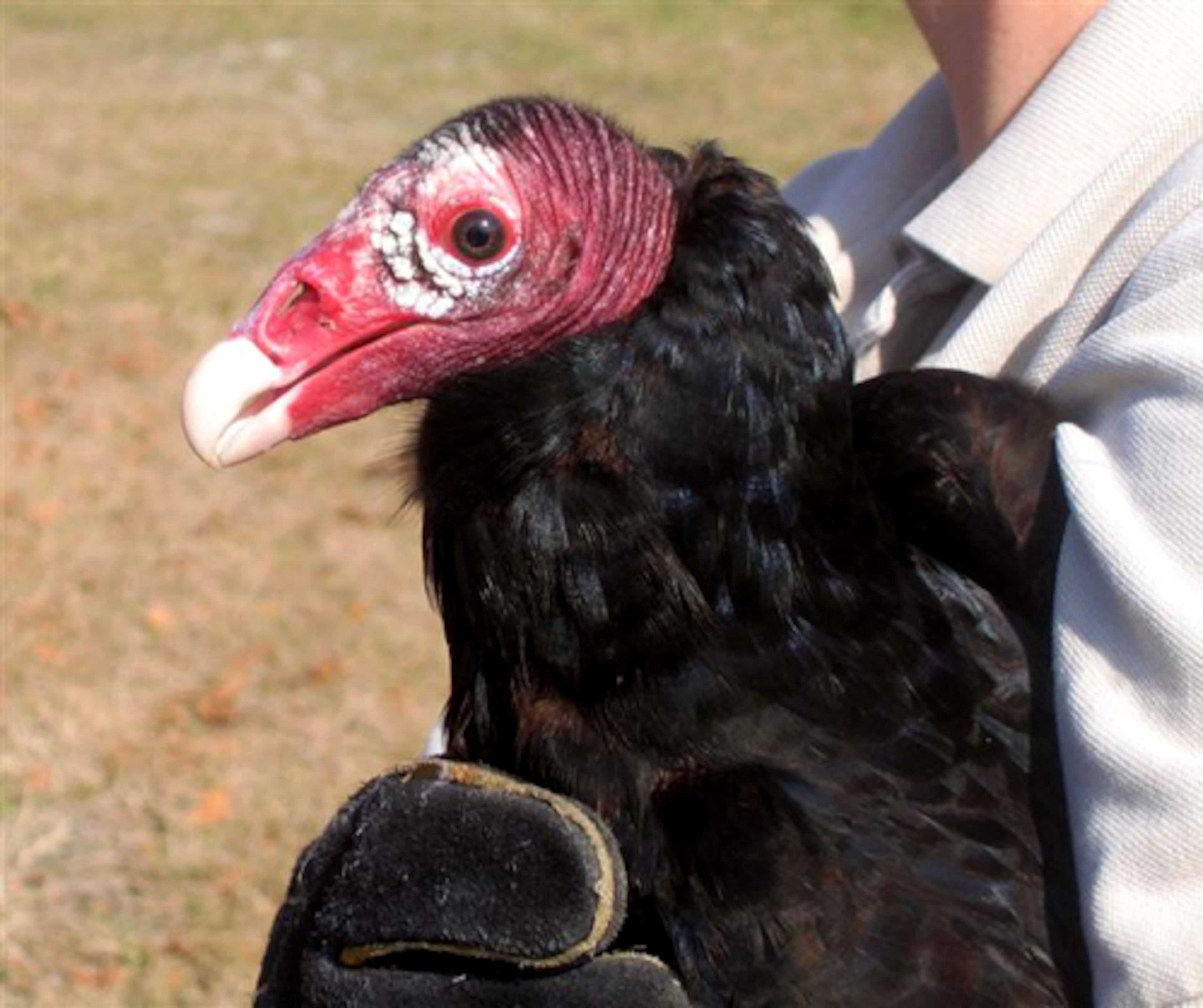 The turkey vulture isn't much to look at, but it is a graceful flyer. The large broad-winged bird spends most of its time soaring, spying some delicious road kill.