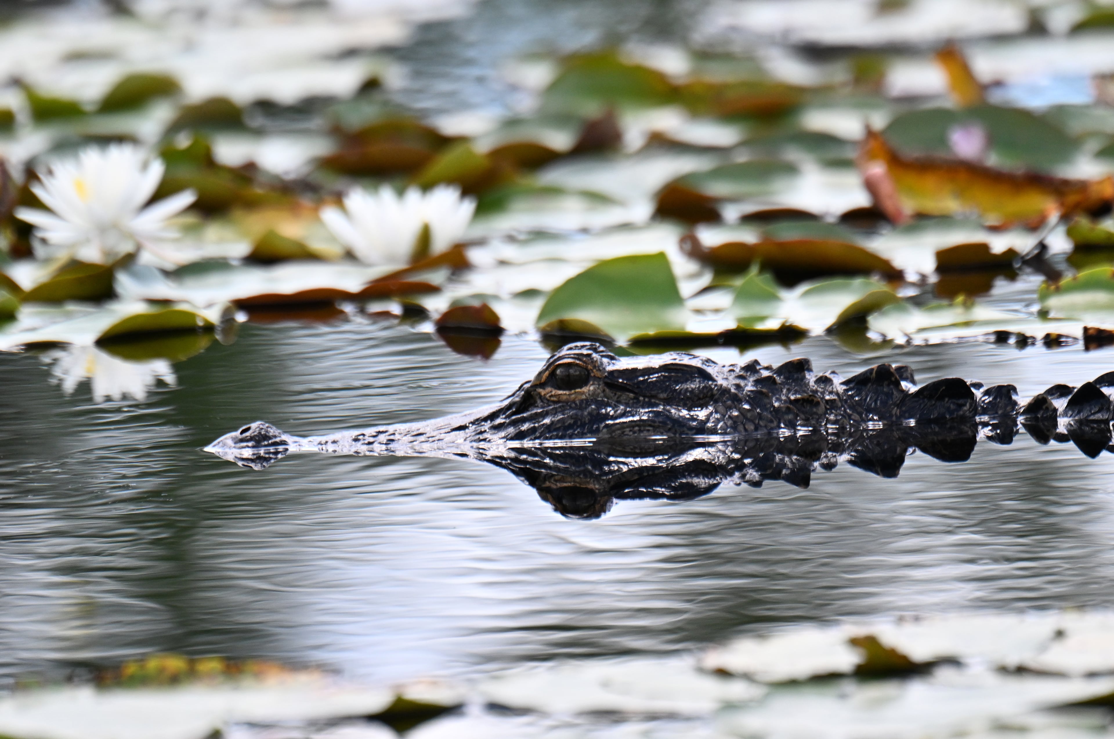 An alligator surfaces in the Okefenokee Swamp on Aug. 12. (Hyosub Shin/AJC)