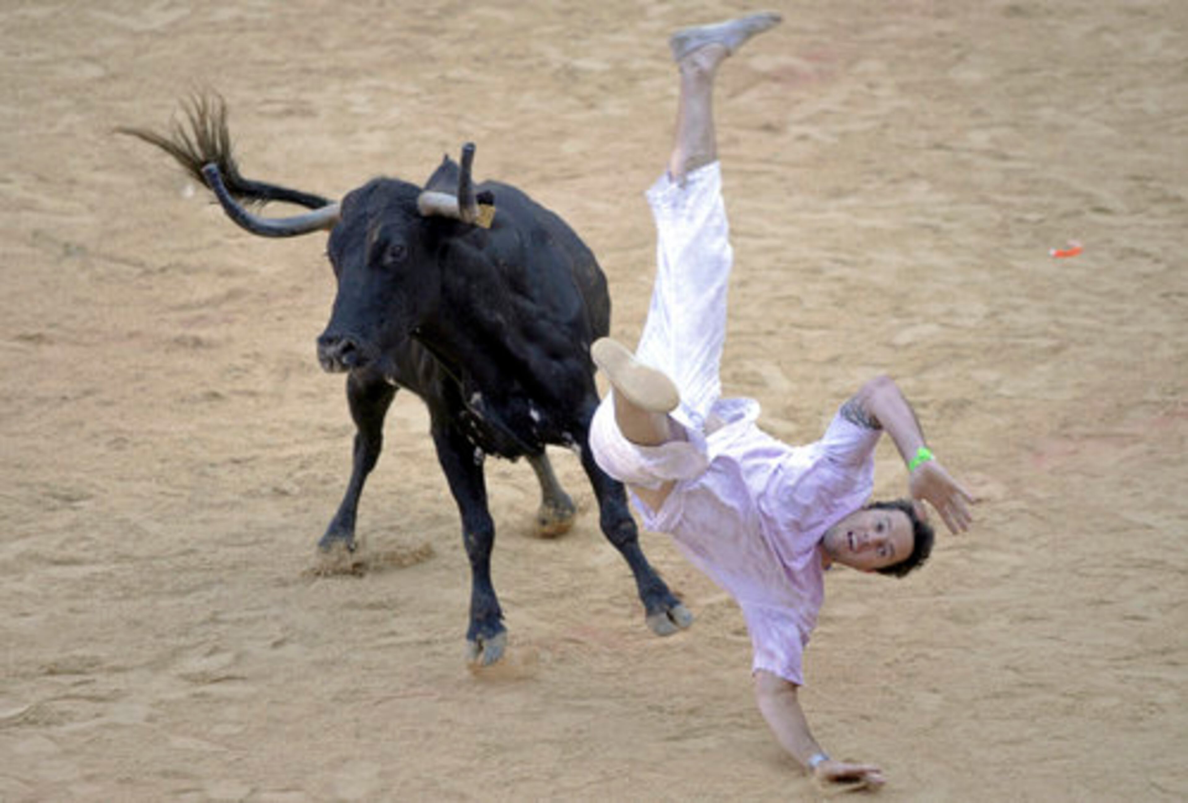 Runners, wearing traditional white clothing and red kerchiefs around their necks, tripped over each other or fell after getting bumped by bulls or steers, but apparently no one was seriously trampled.