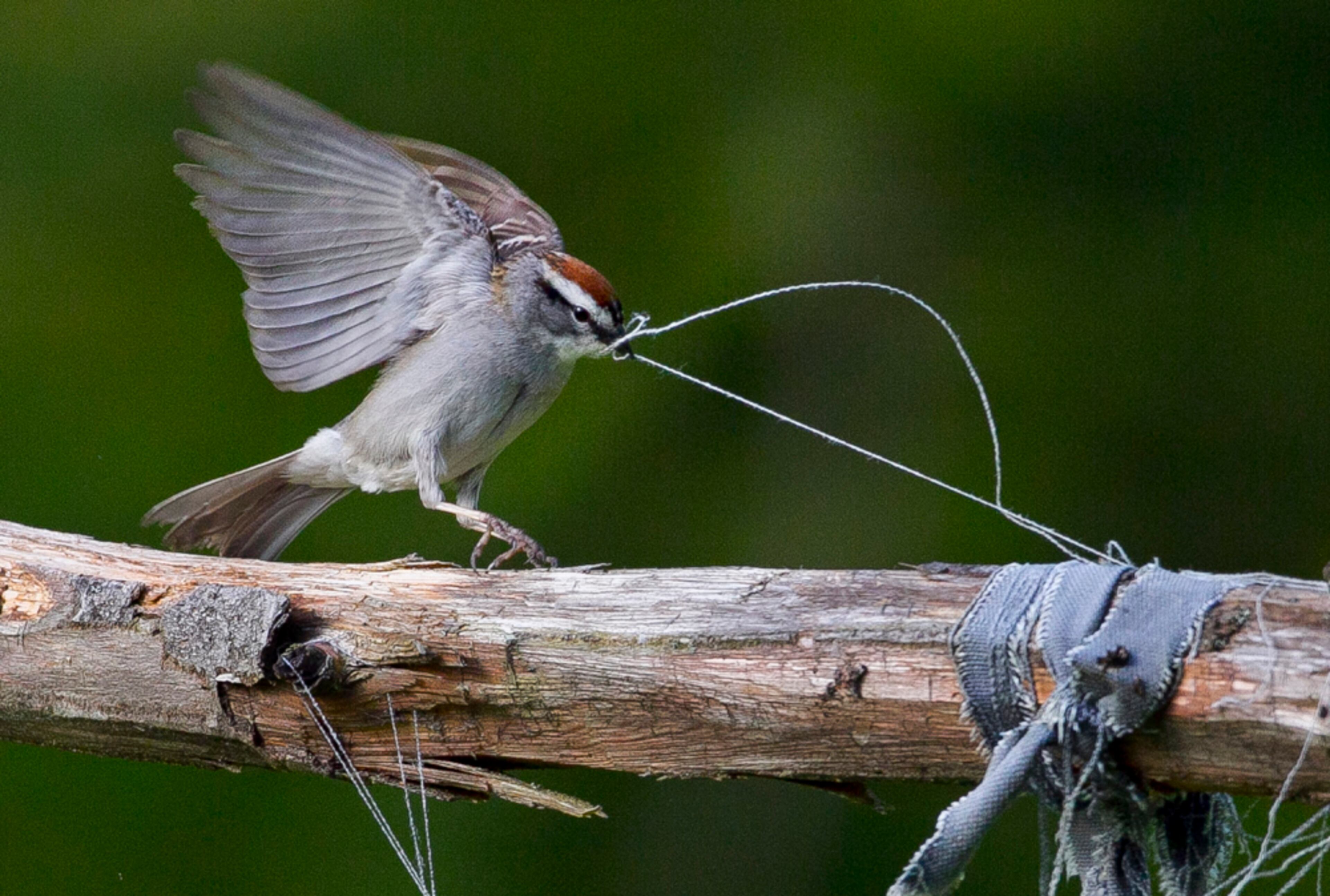 HOME BUILDER--A chipping sparrow tugs on some loose threads of weathered clothing while gathering nest-building materials in a garden, Thursday, May 30, 2013, in Freeport, Maine. (AP Photo/Robert F. Bukaty)