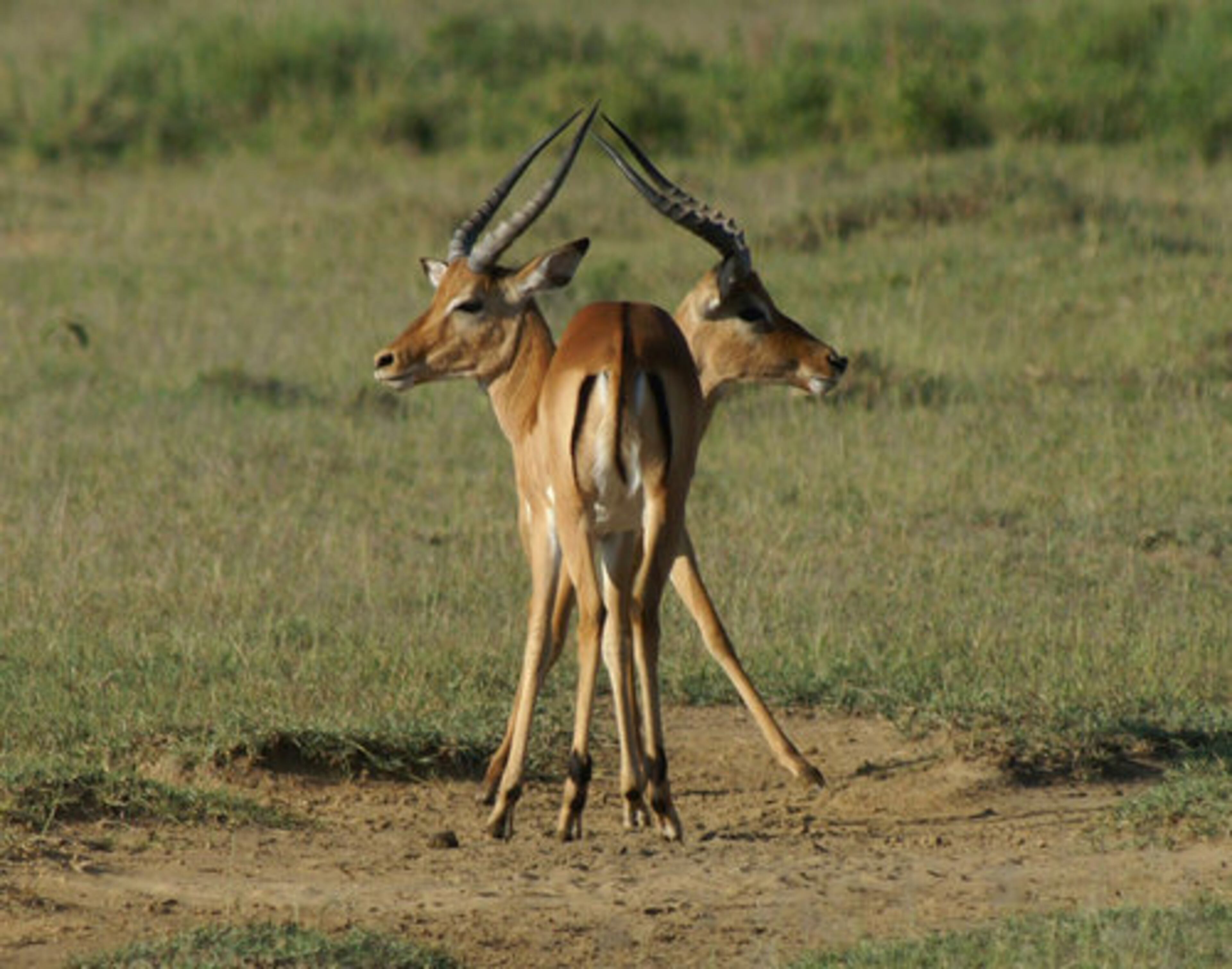 The royal newlyweds could return to the retreat in the mountains of Kenya where William proposed to Middleton last October. Perhaps they could enjoy a private safari as well.