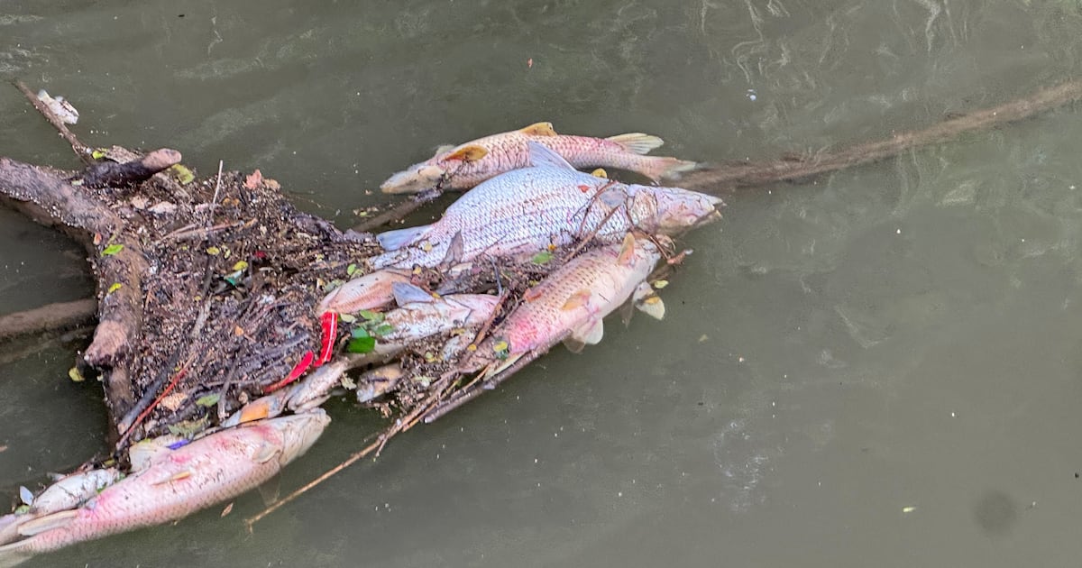 Chattahoochee River fish kill reported near Atlanta