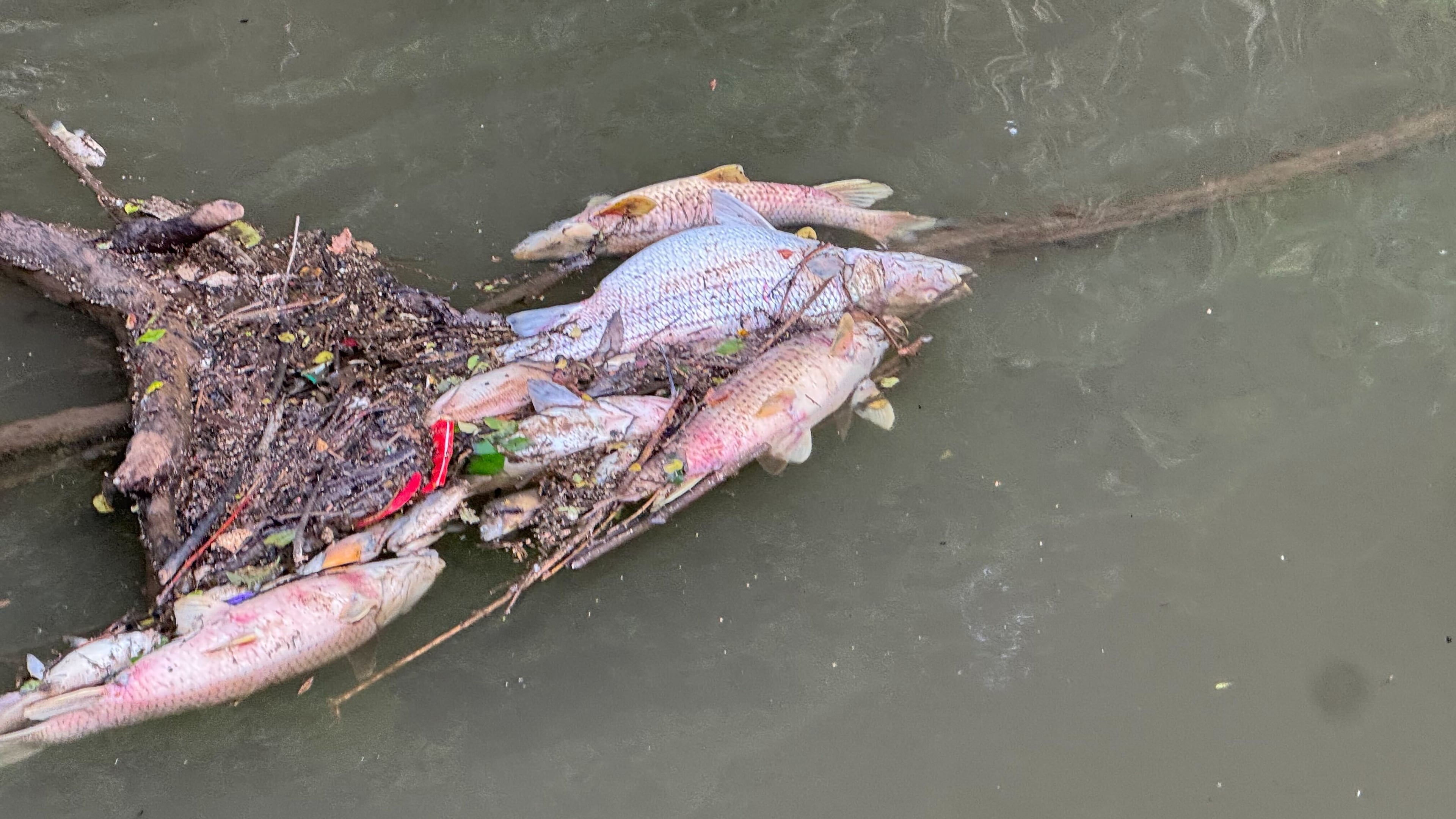 Dead fish line a stretch of the Chattahoochee River near the city of Atlanta on Friday, May 22, 2026. (Courtesy of Chattahoochee Riverkeeper)