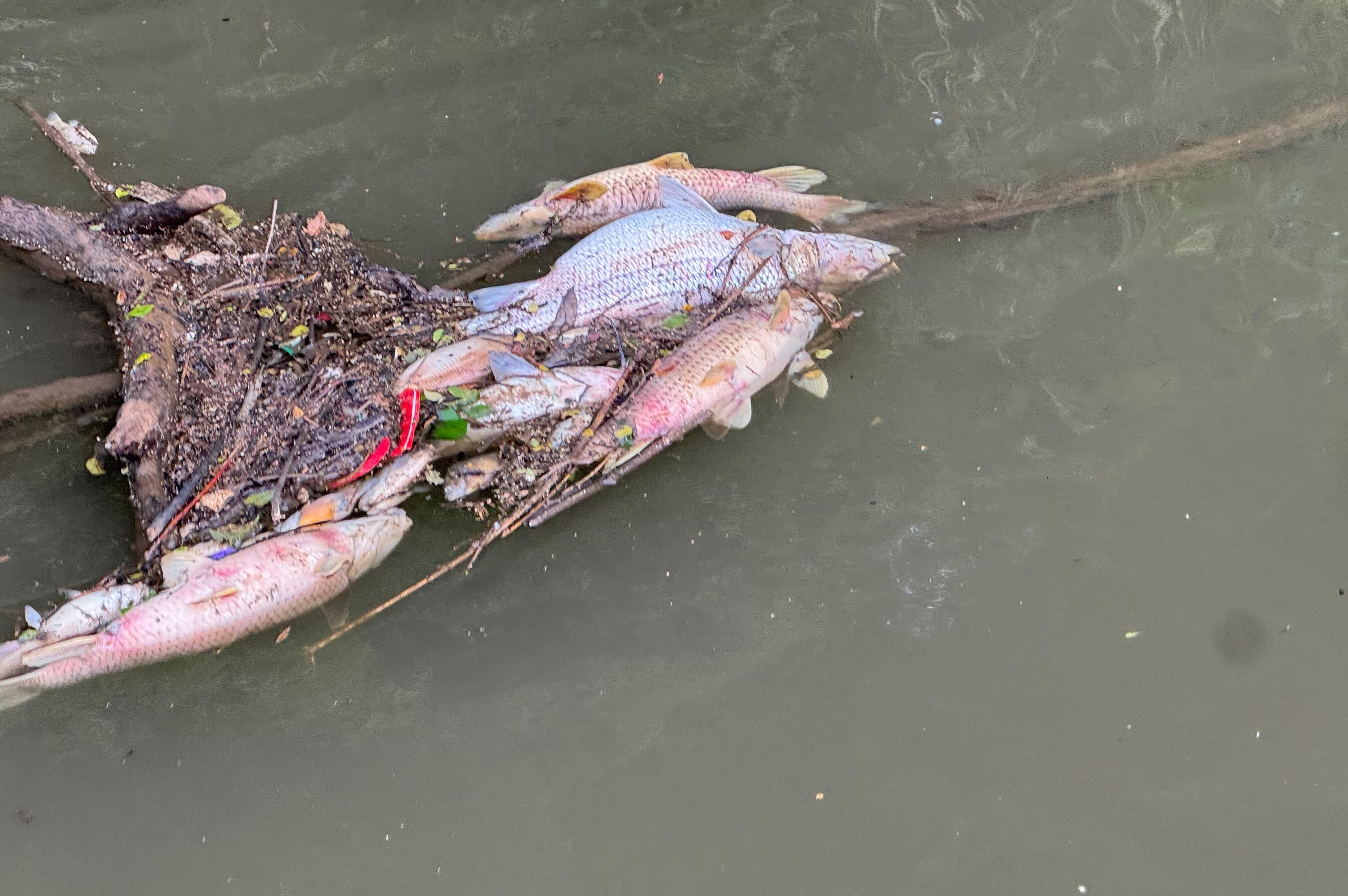 Fish kill reported on Chattahoochee River